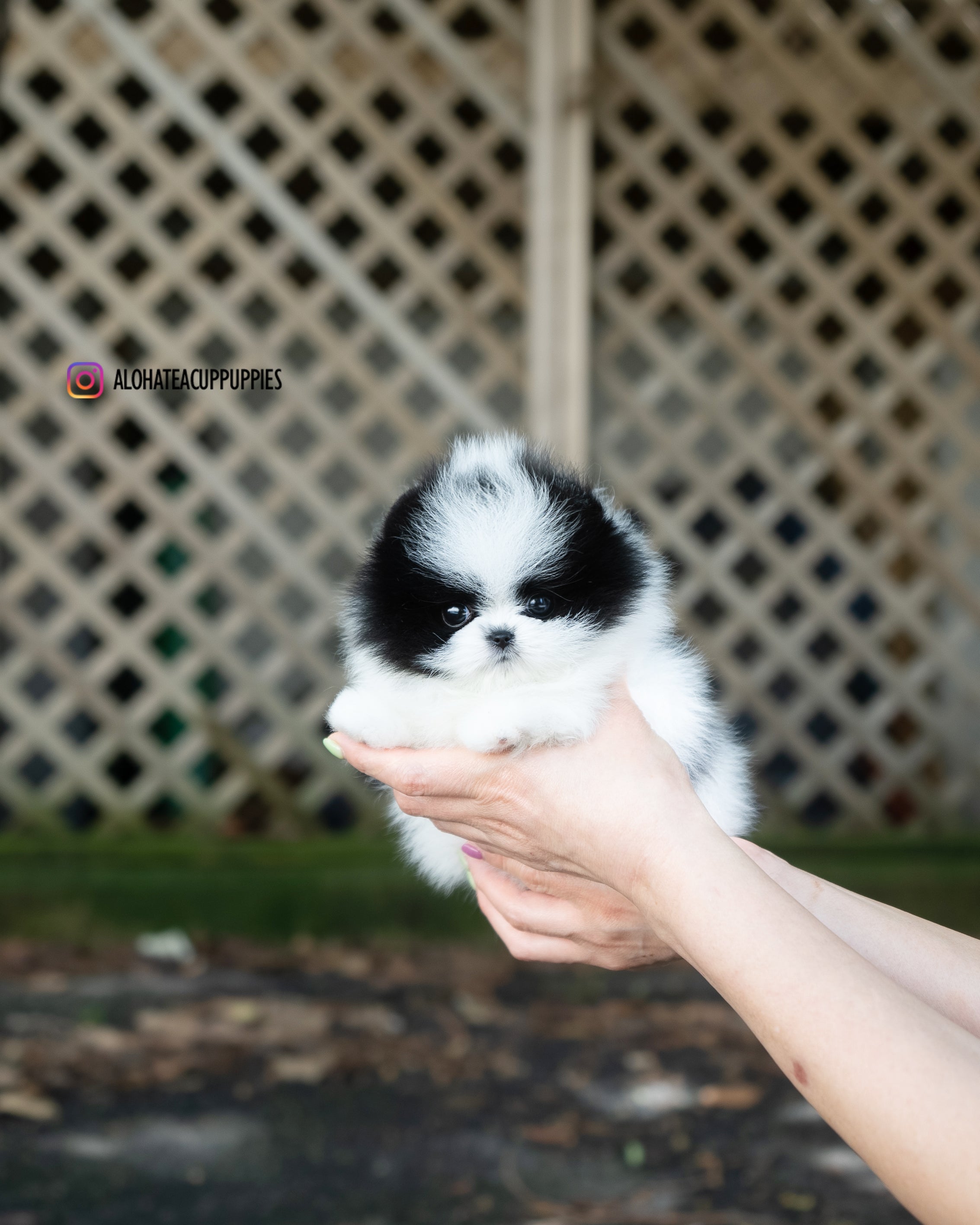Nora [POMERANIA TAZA DE TÉ]