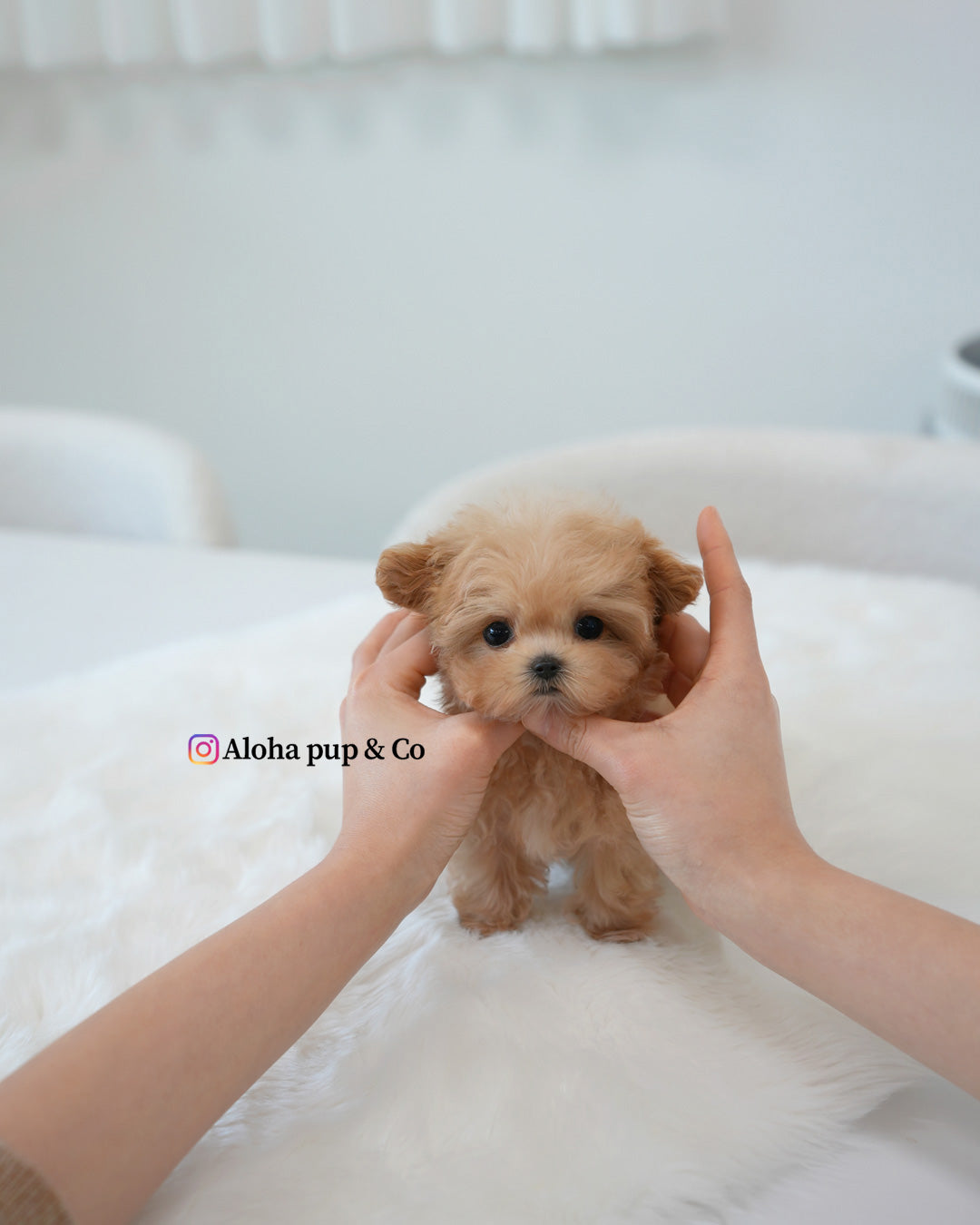 Moto [TEACUP MALTIPOO]