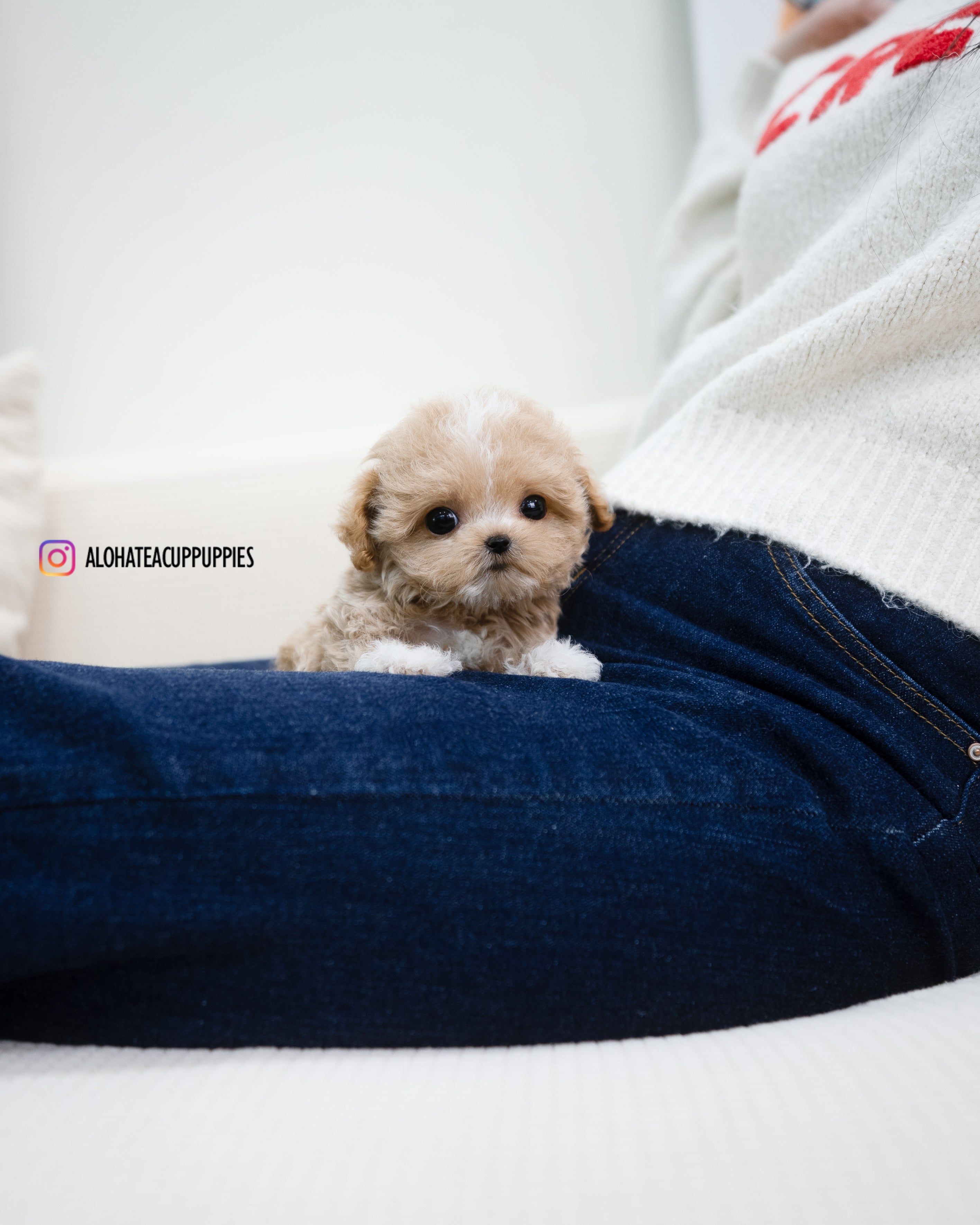 Ryan [TEACUP MALTIPOO]