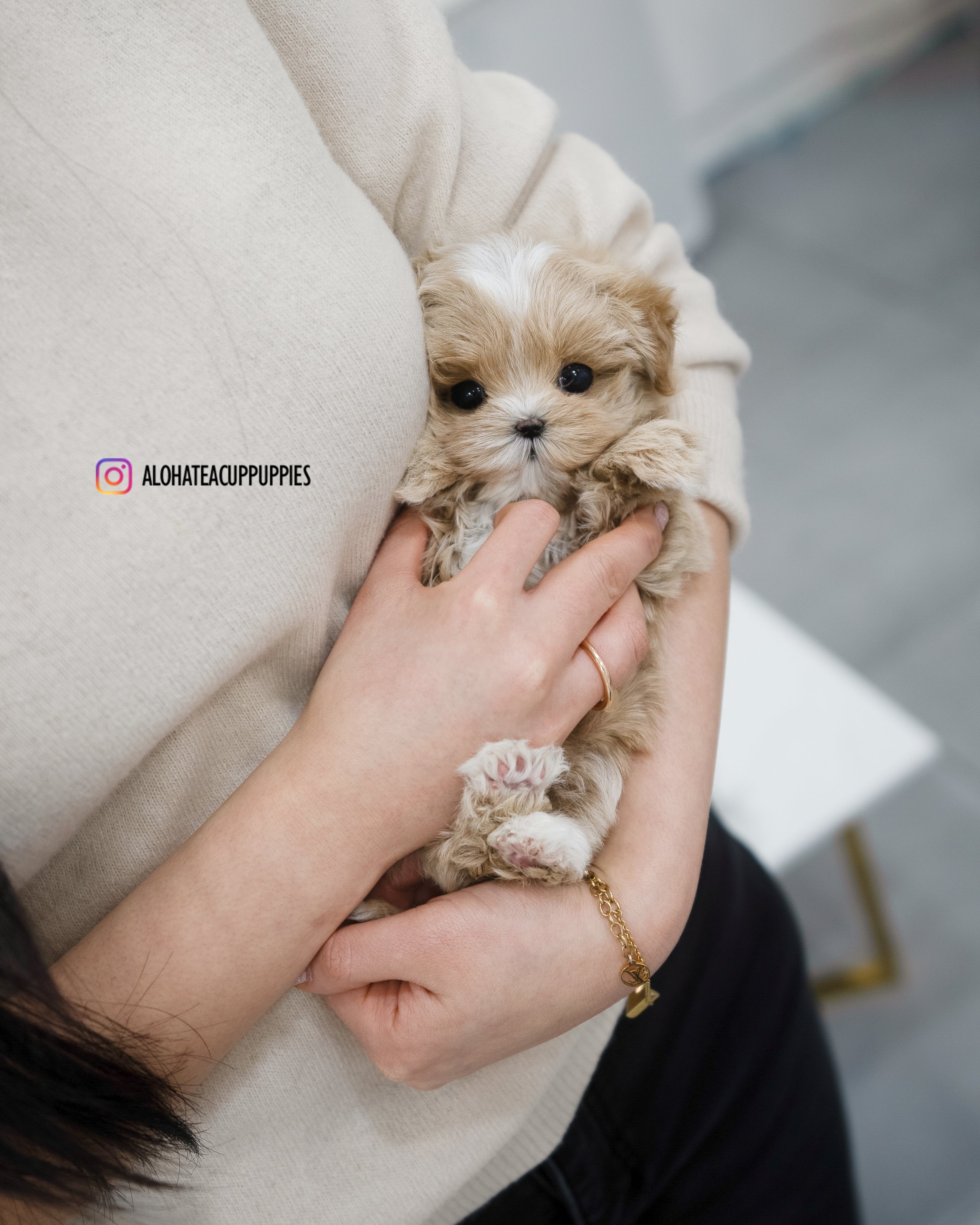 Apple [TEACUP MALTIPOO]