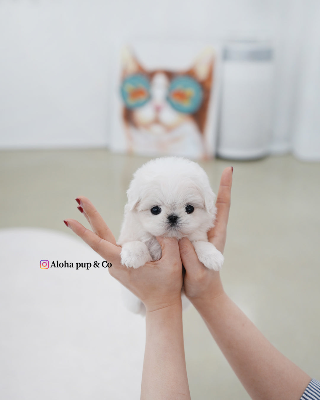 Honey [TEACUP MALTESE]