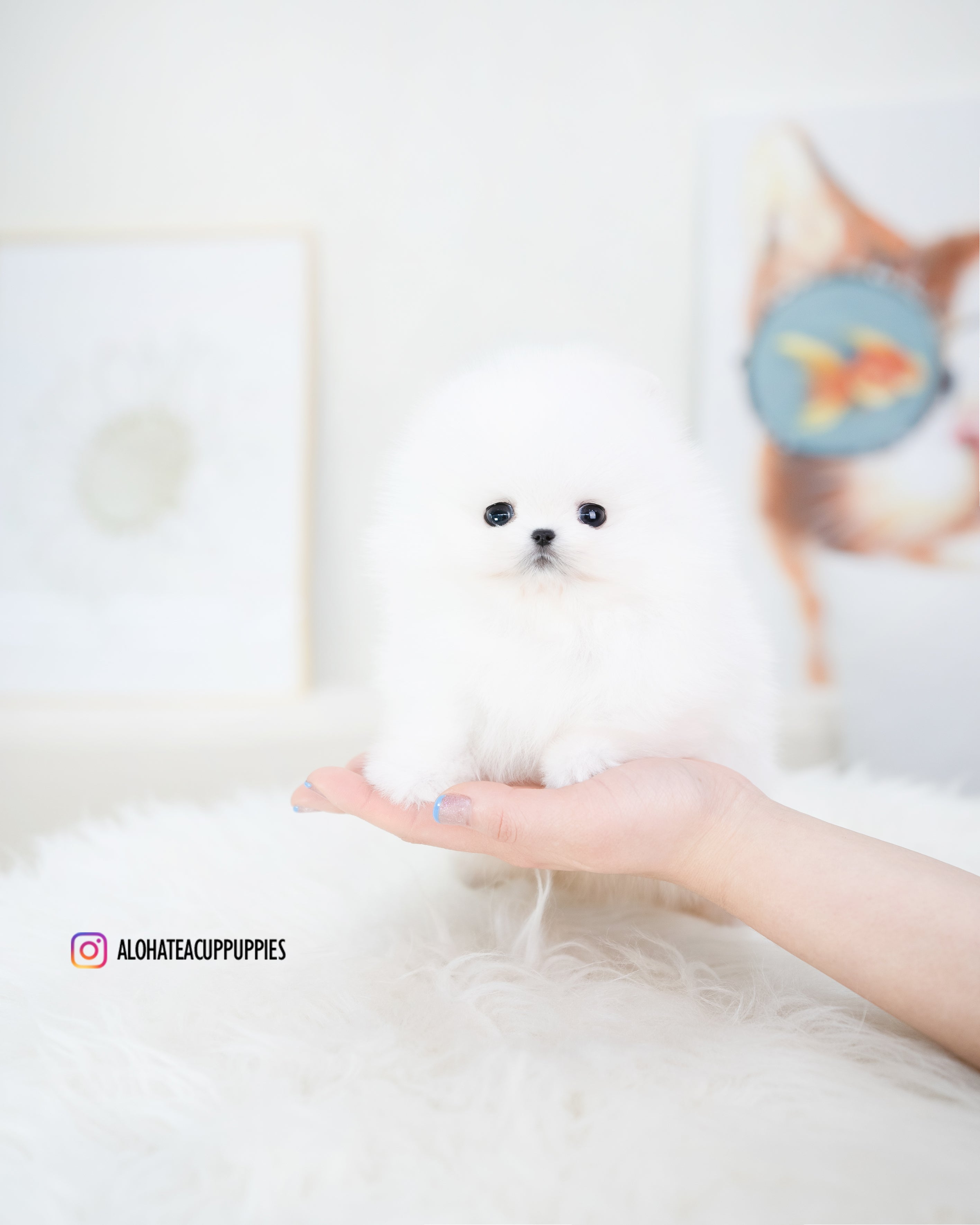 Roi [TEACUP POMERANIAN]
