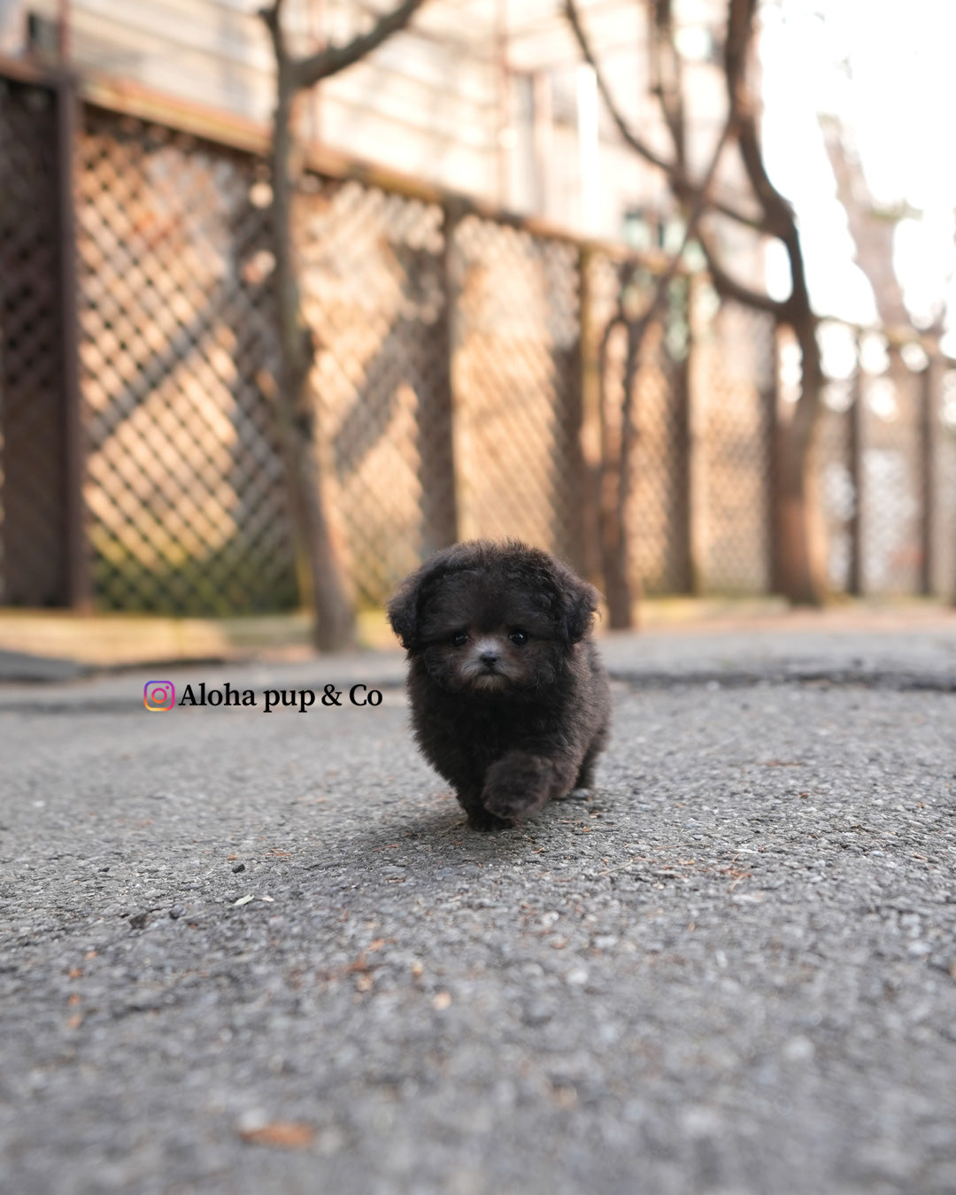 Zadie [TEACUP POODLE]