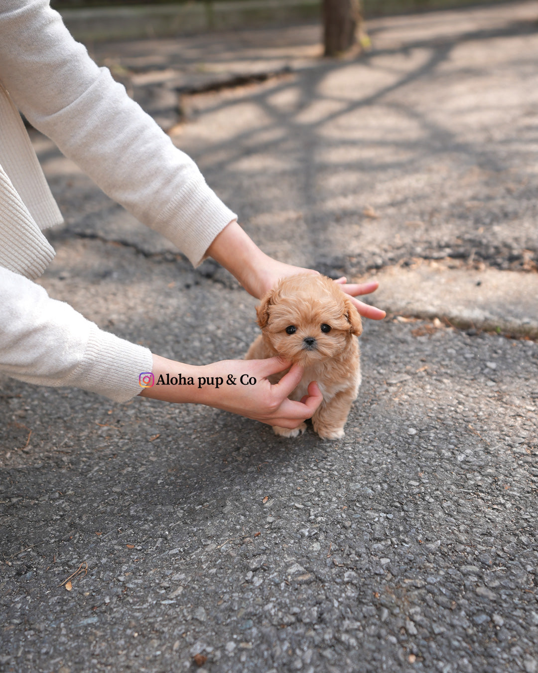 Bruno [TEACUP MALTIPOO]
