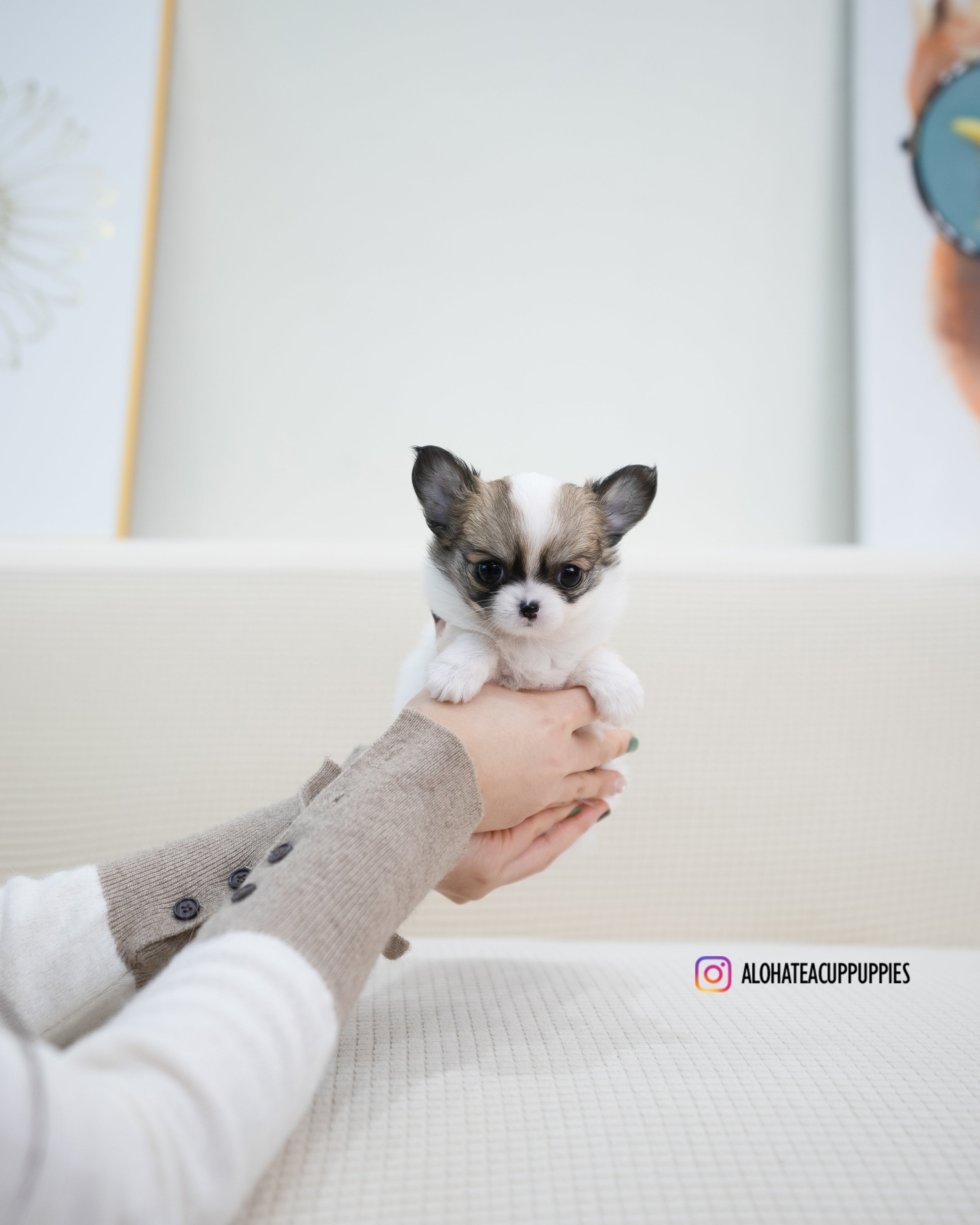 Amy [TEACUP CHIHUAHUA]