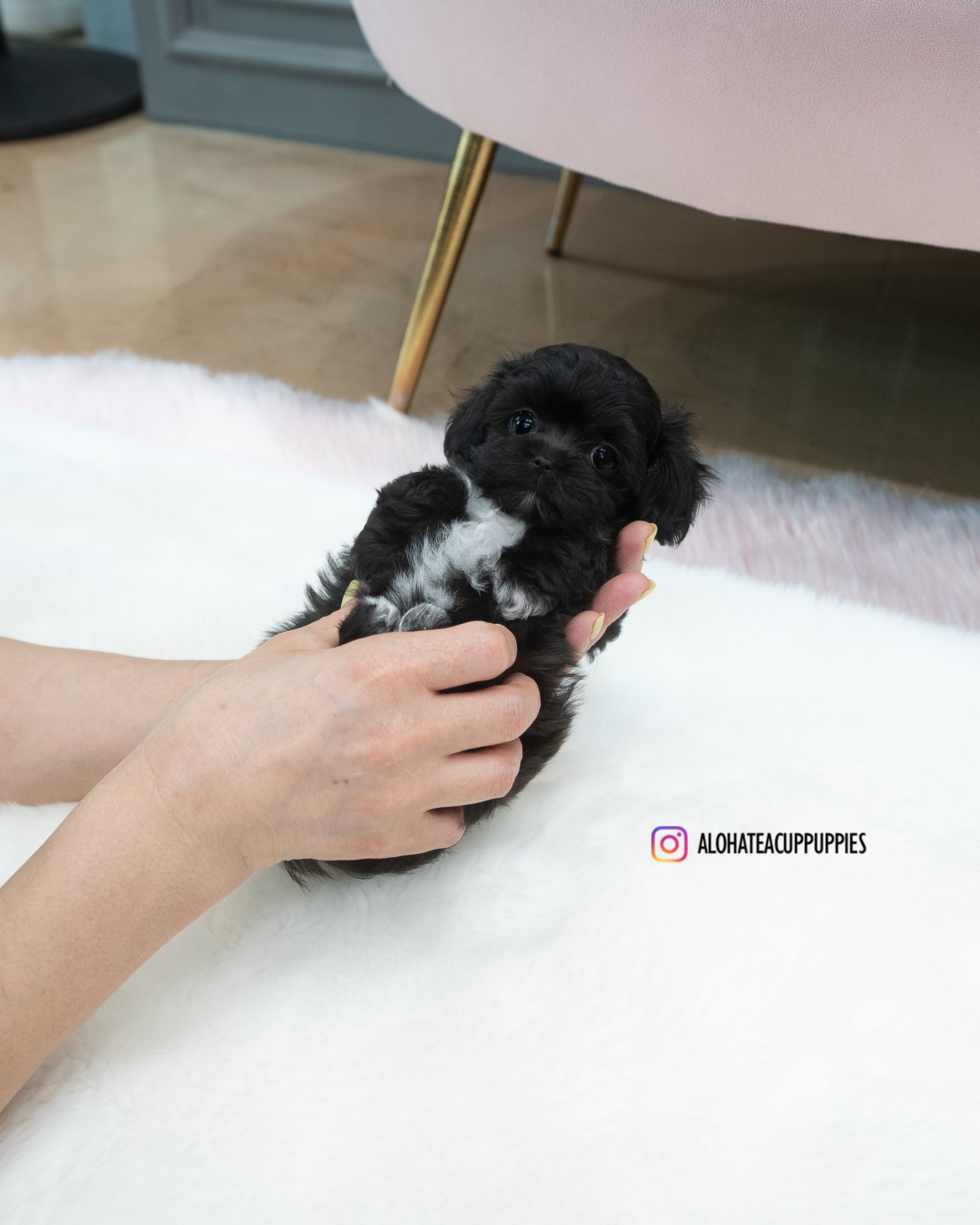 Buddy [TEACUP MALTIPOO]