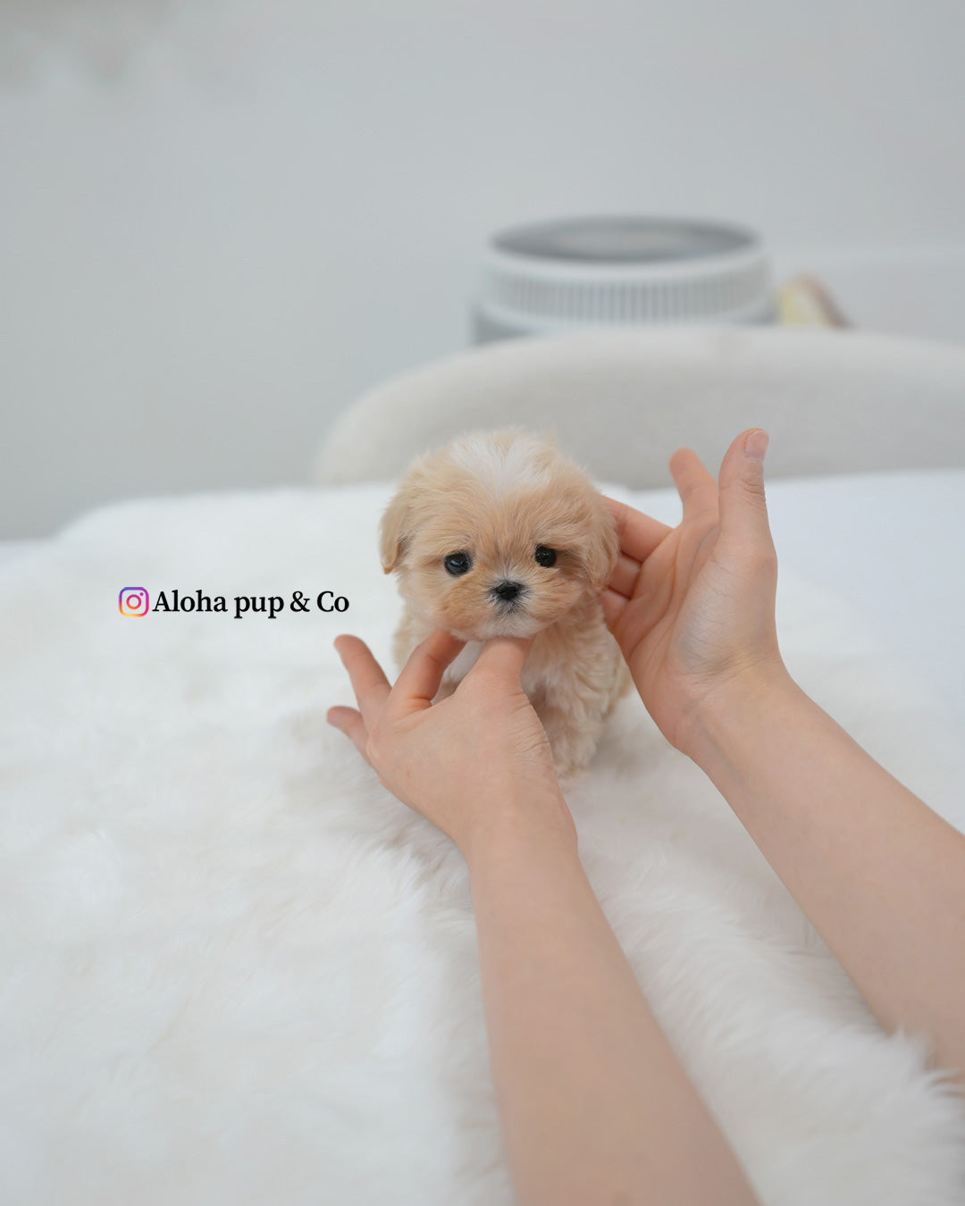 Rio [TEACUP MALTIPOO]