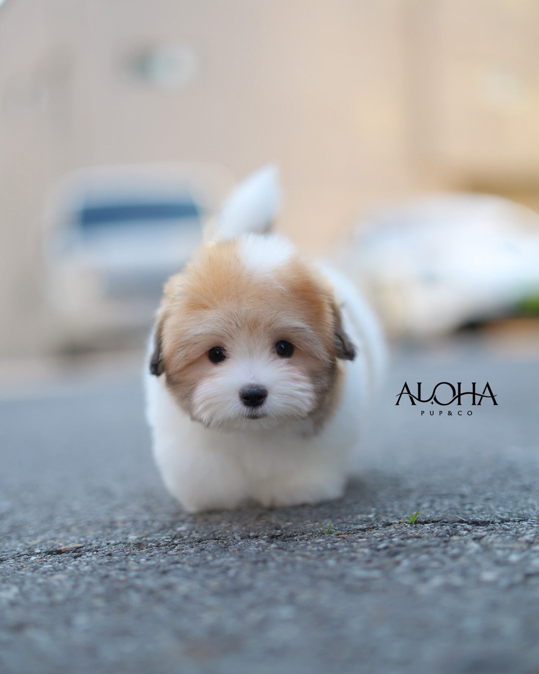 Ritz [Mini Coton de Tulear]