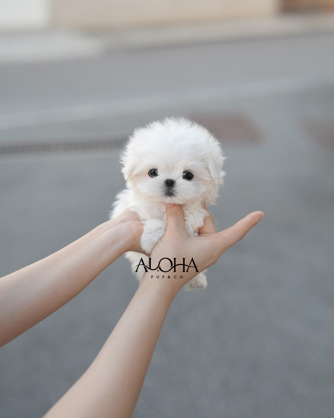 Poe [TEACUP Maltese]