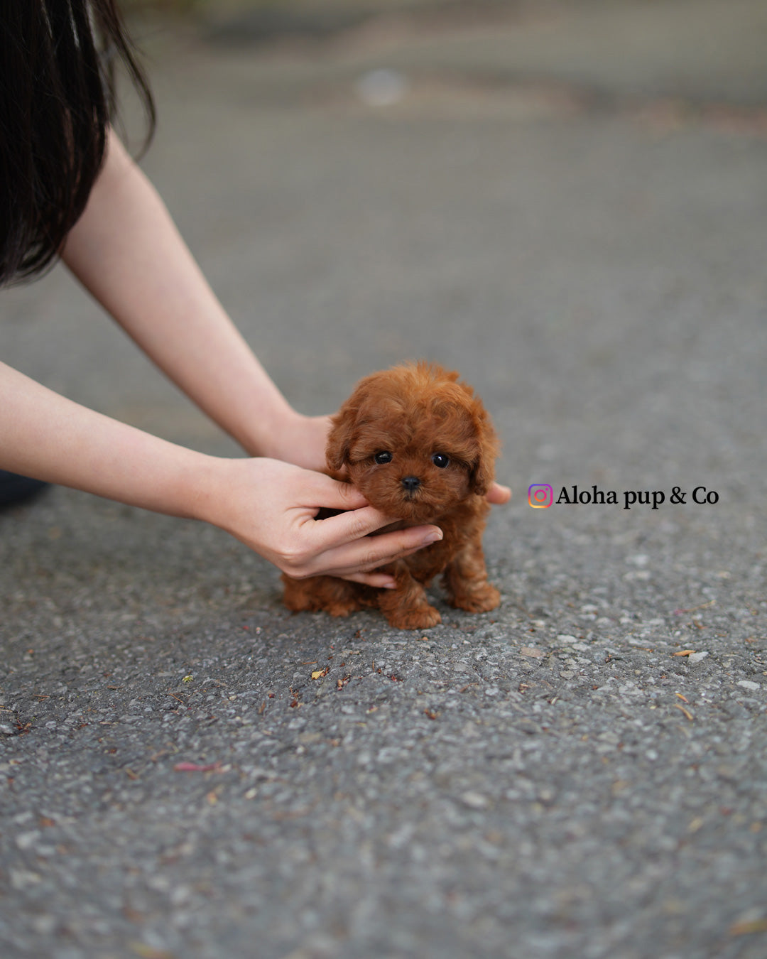 Gina [TEACUP POODLE]