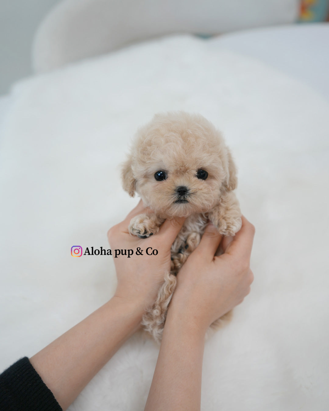 Rina [TEACUP MALTIPOO]