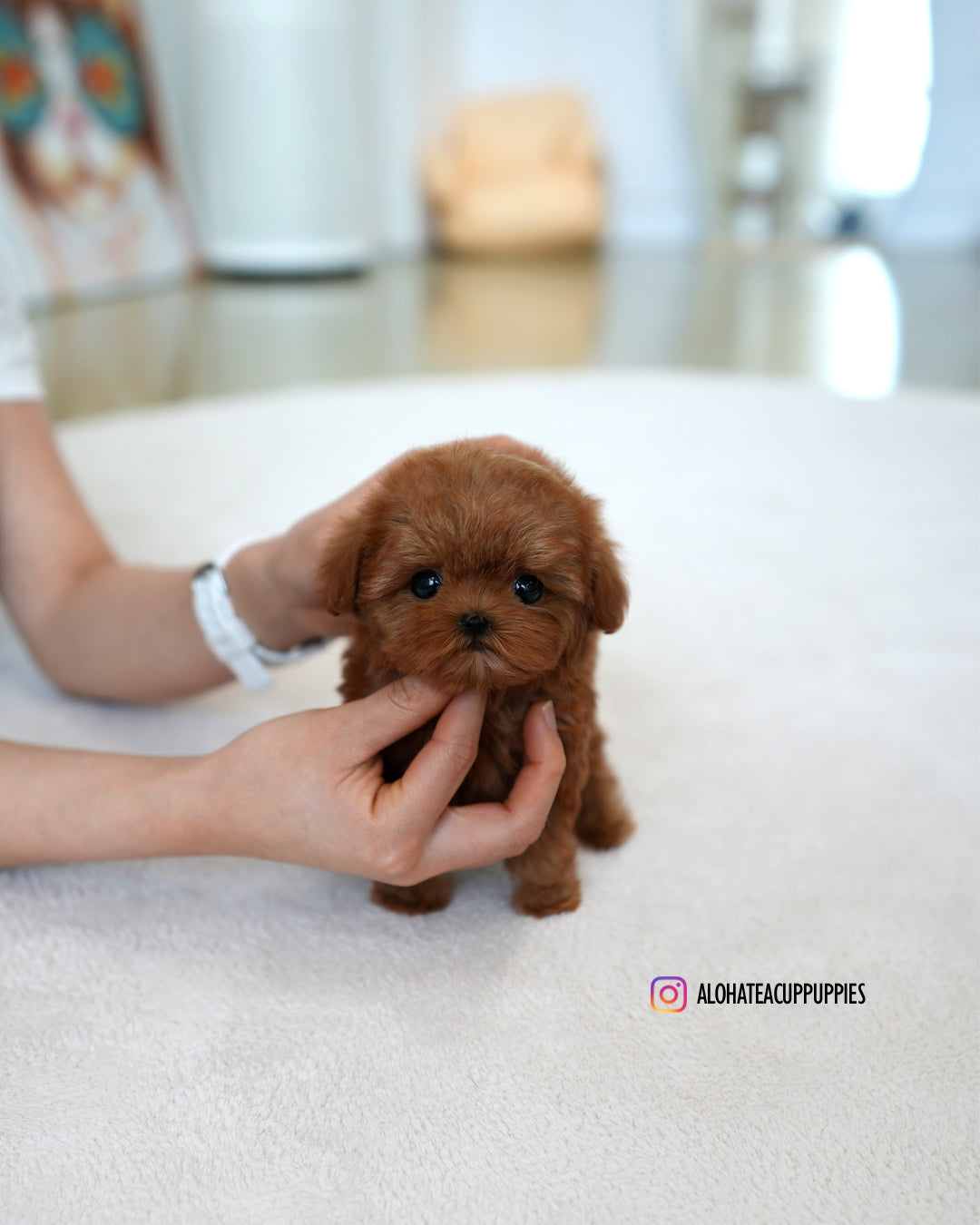 Lizzy [TEACUP MALTIPOO]