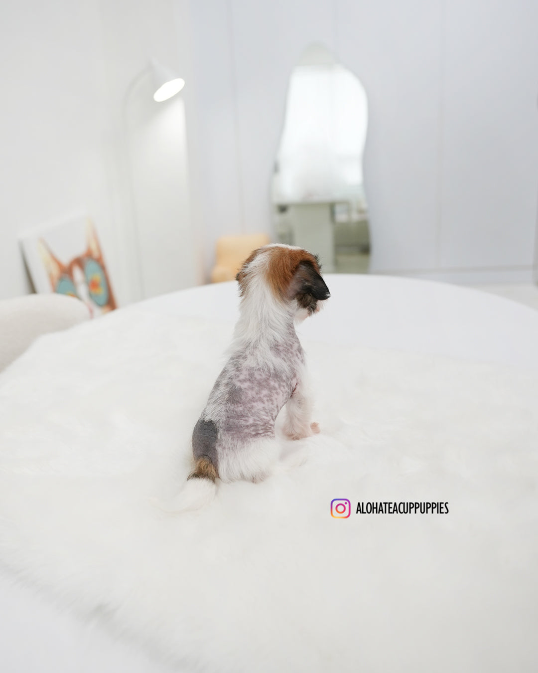 Elara [TEACUP Chinese Crested]