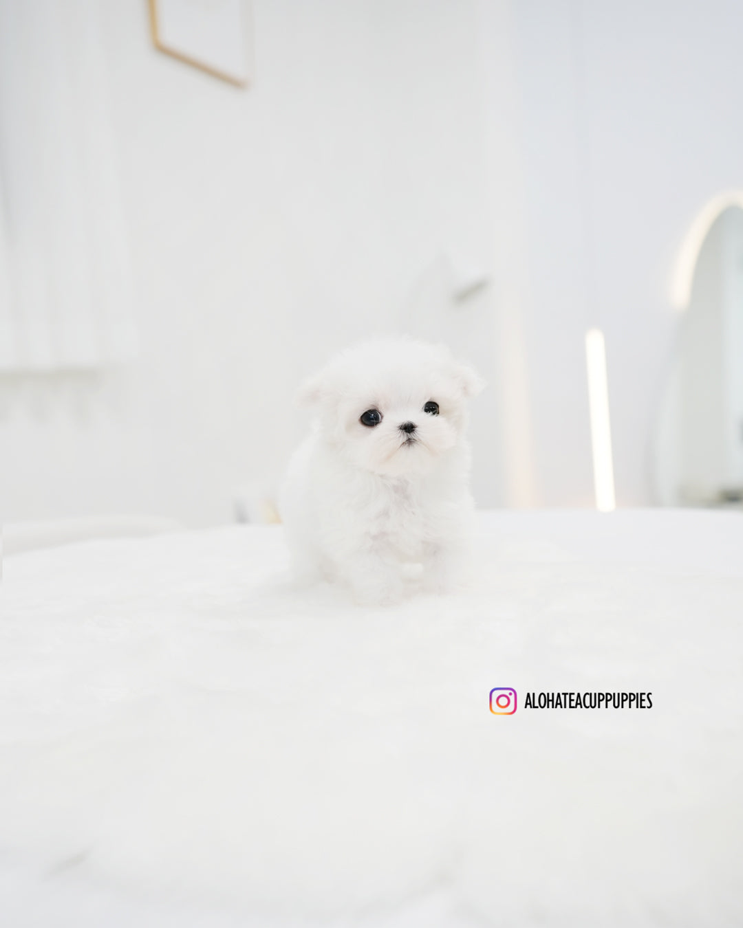 Lily [TEACUP MALTESE]