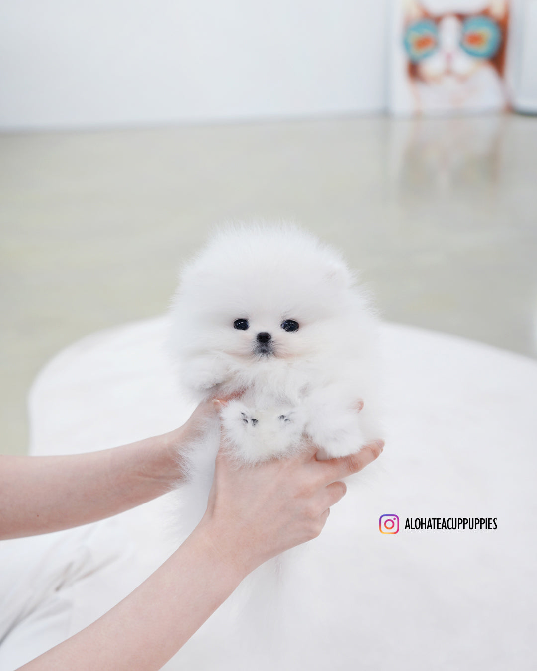 Sienna [POMERANIA TAZA DE TÉ]