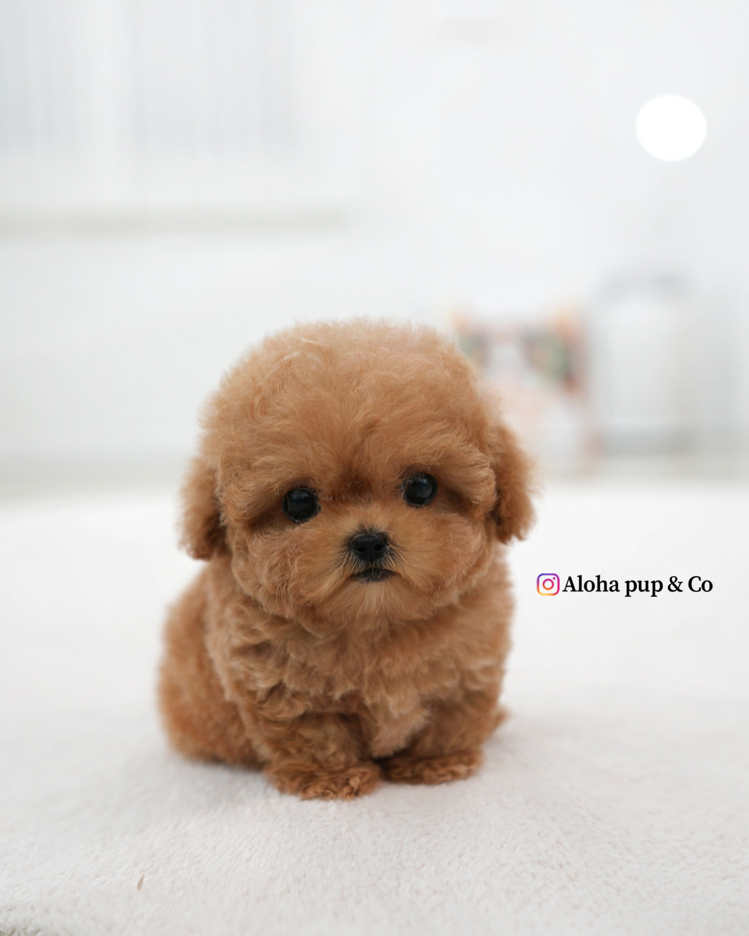 Esme [TEACUP POODLE]