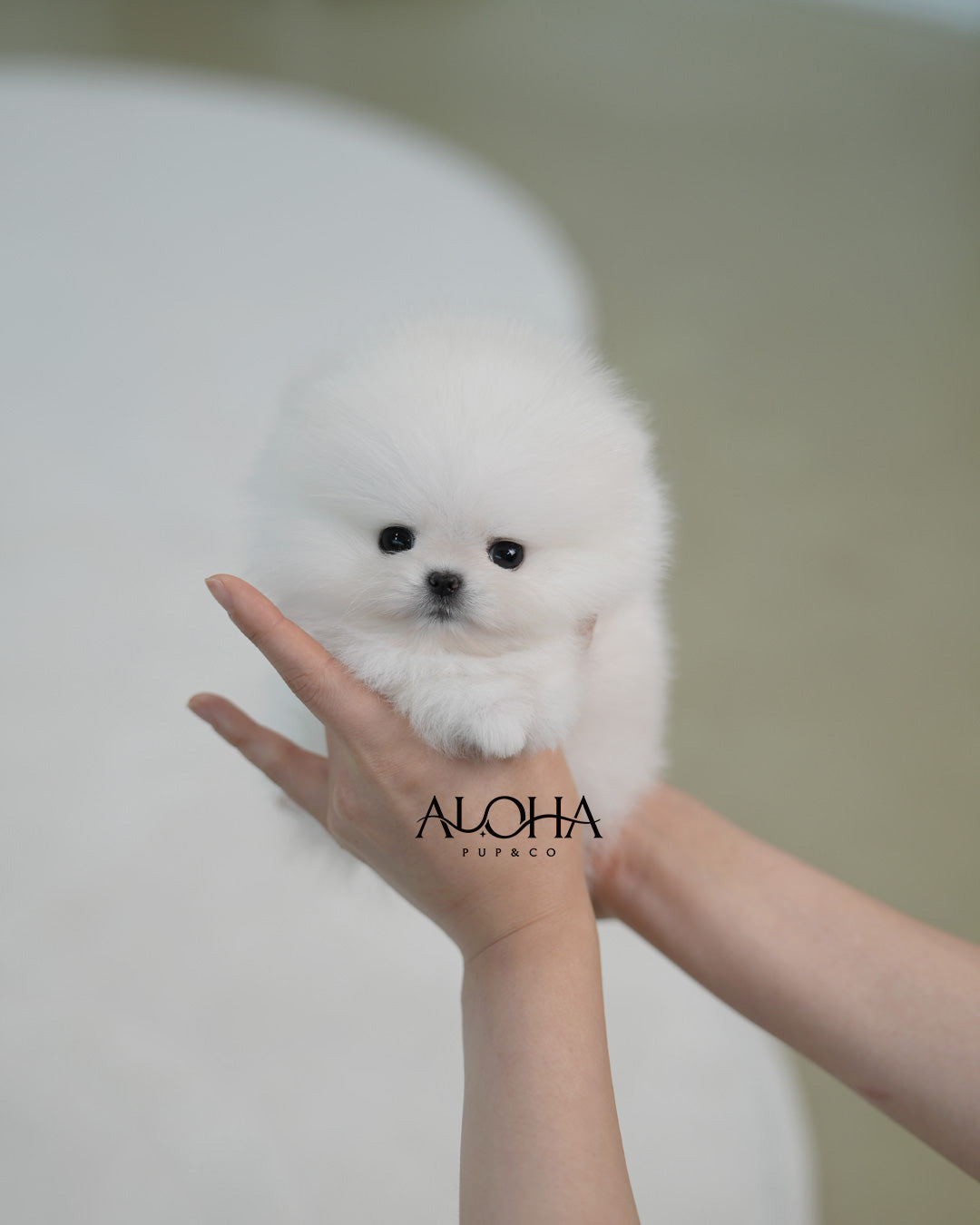 Angel [TEACUP POMERANIAN]