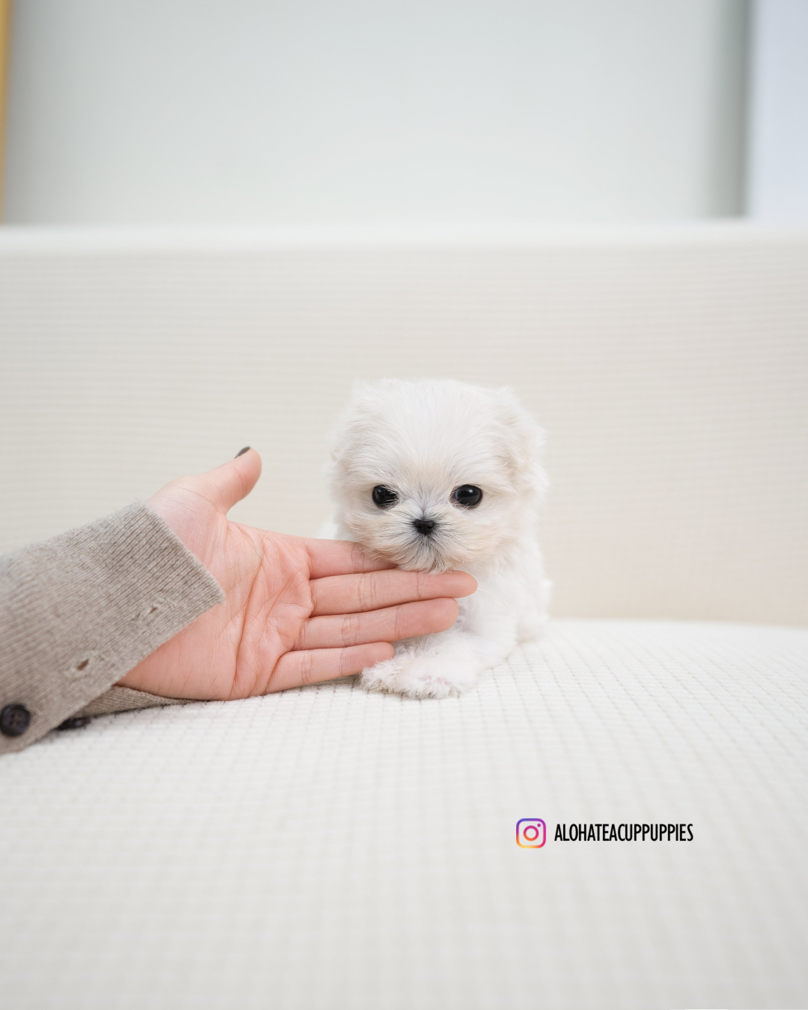 Miu [TEACUP MALTIPOO]