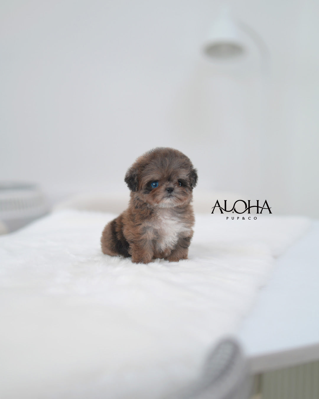 Maya [TEACUP MALTIPOO]