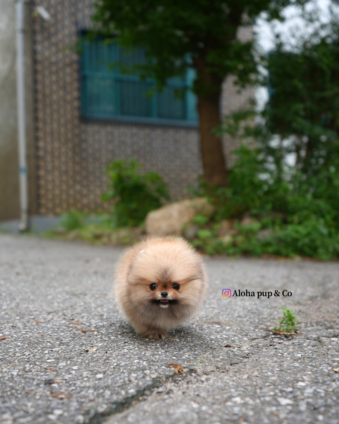 Berry [POMERANIA TAZA DE TÉ]