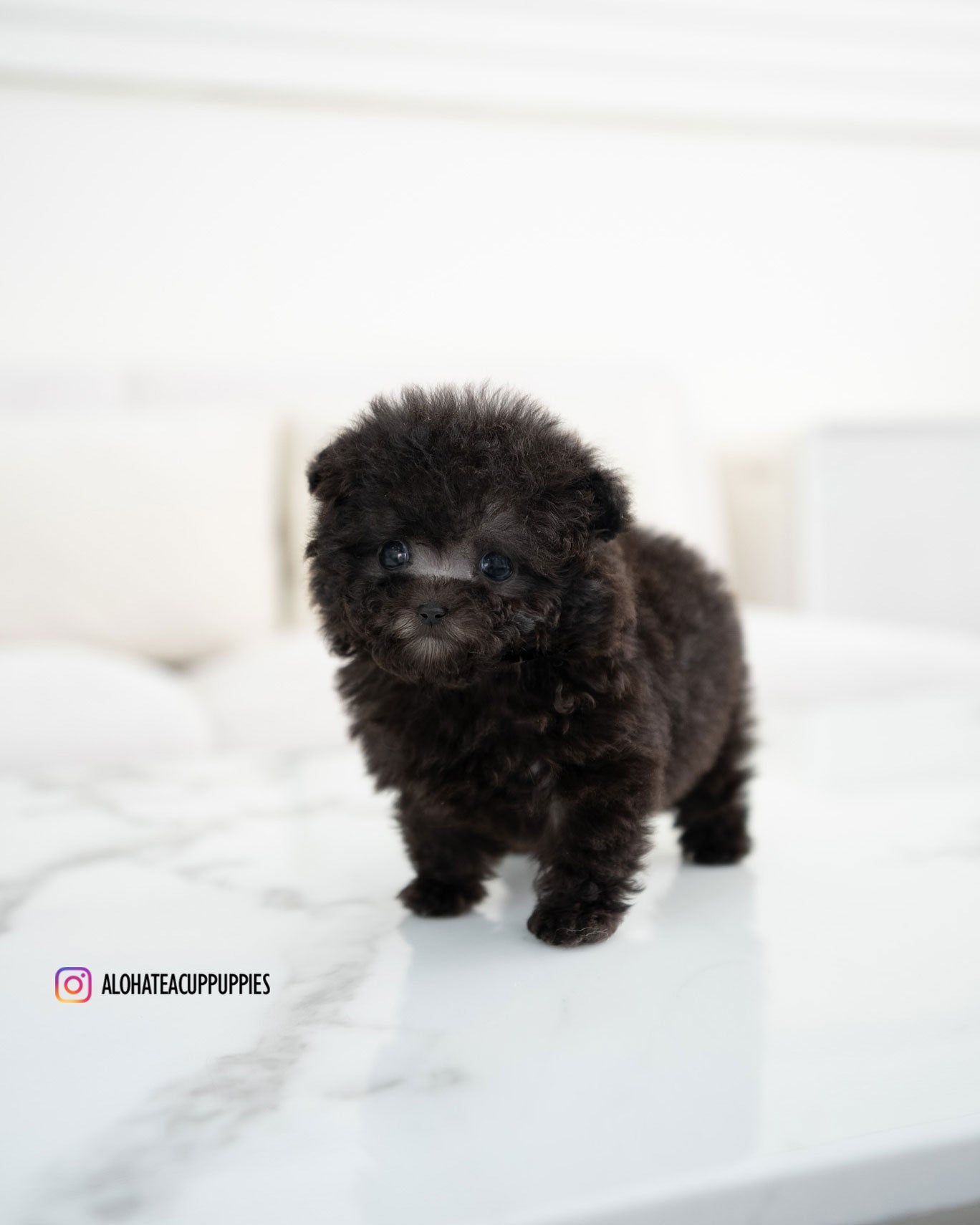 Riley [TEACUP POODLE]