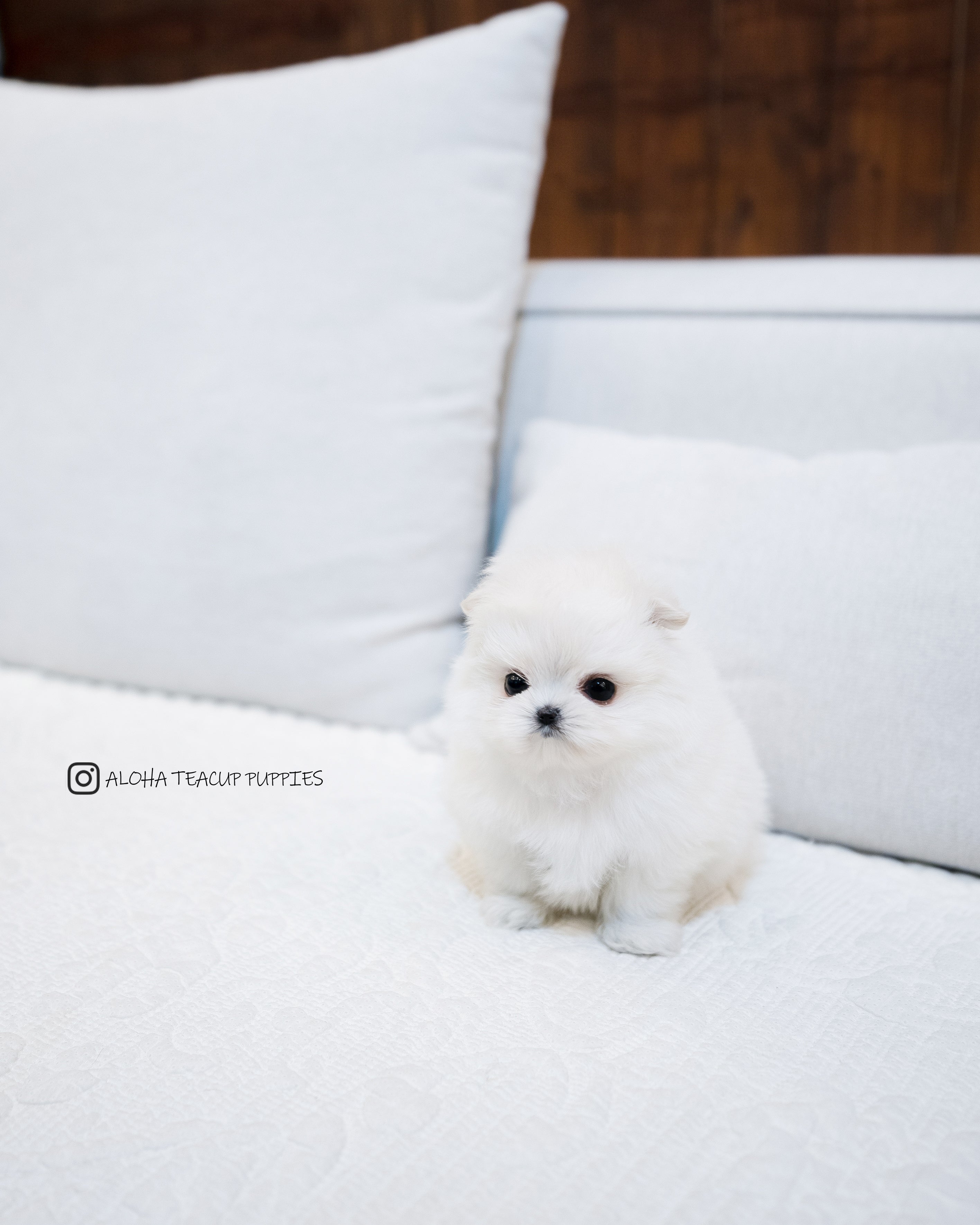 Luna [Maltipom MINI]