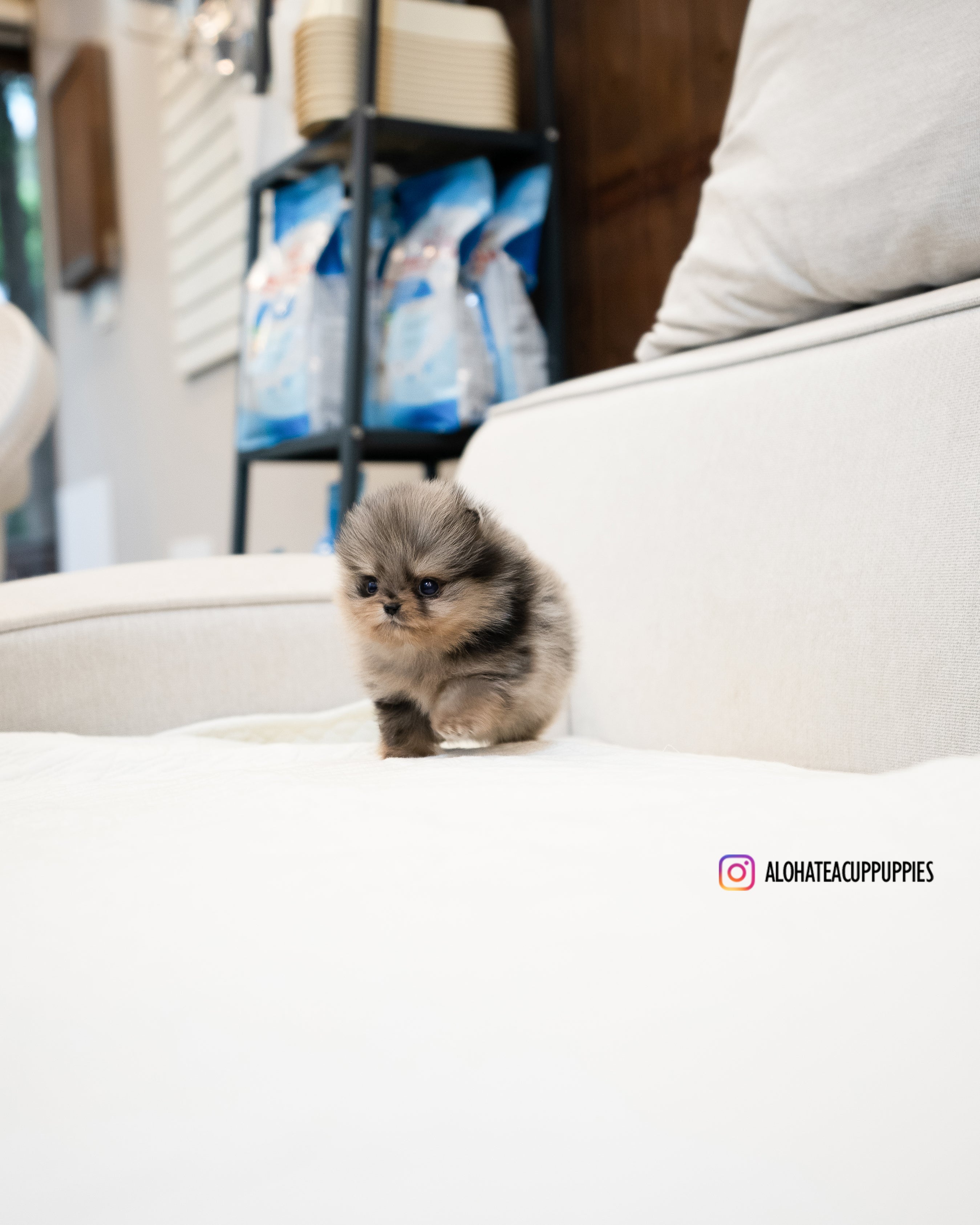 Chris [POMERANIA TAZA DE TÉ]