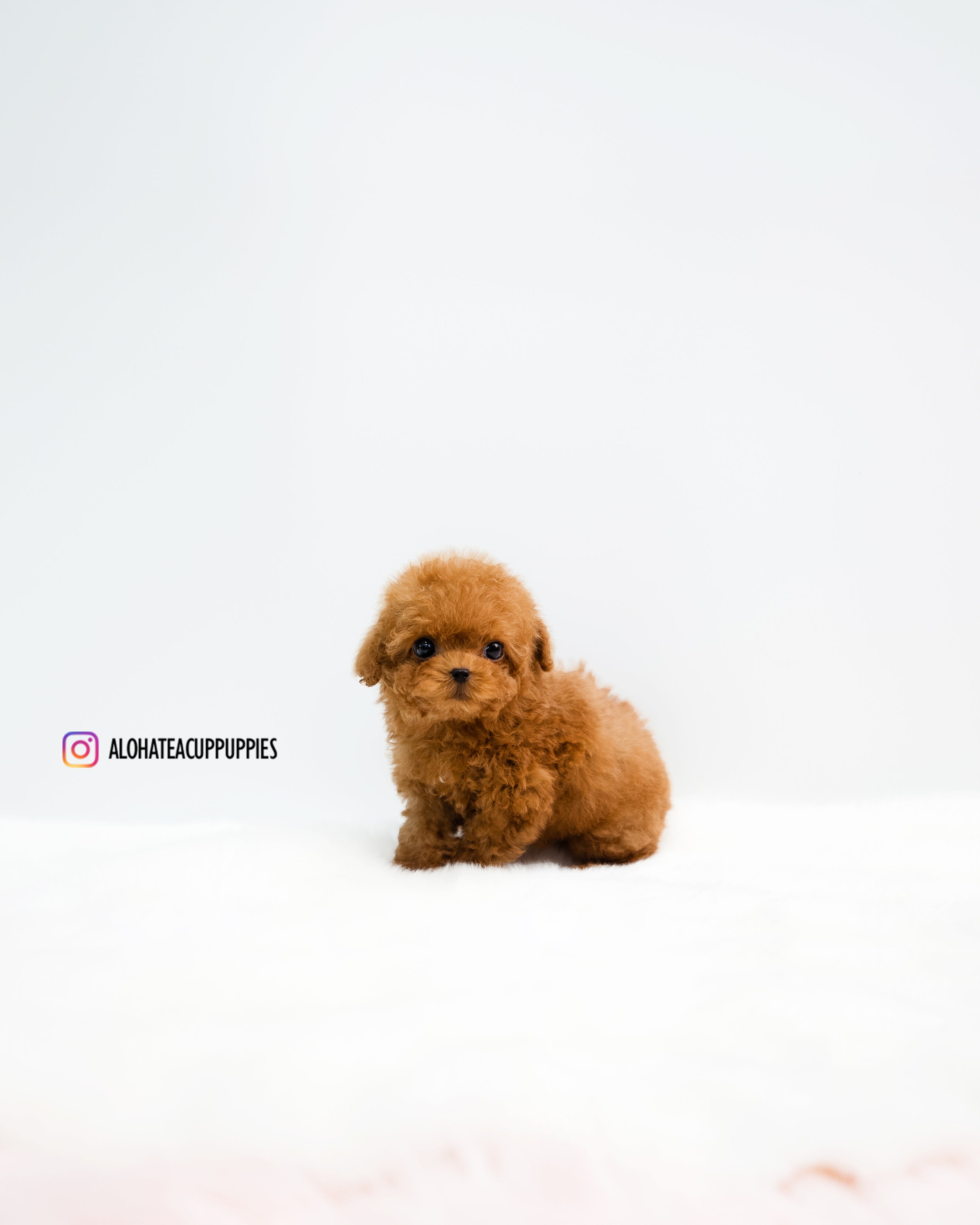 Rye [TEACUP POODLE]