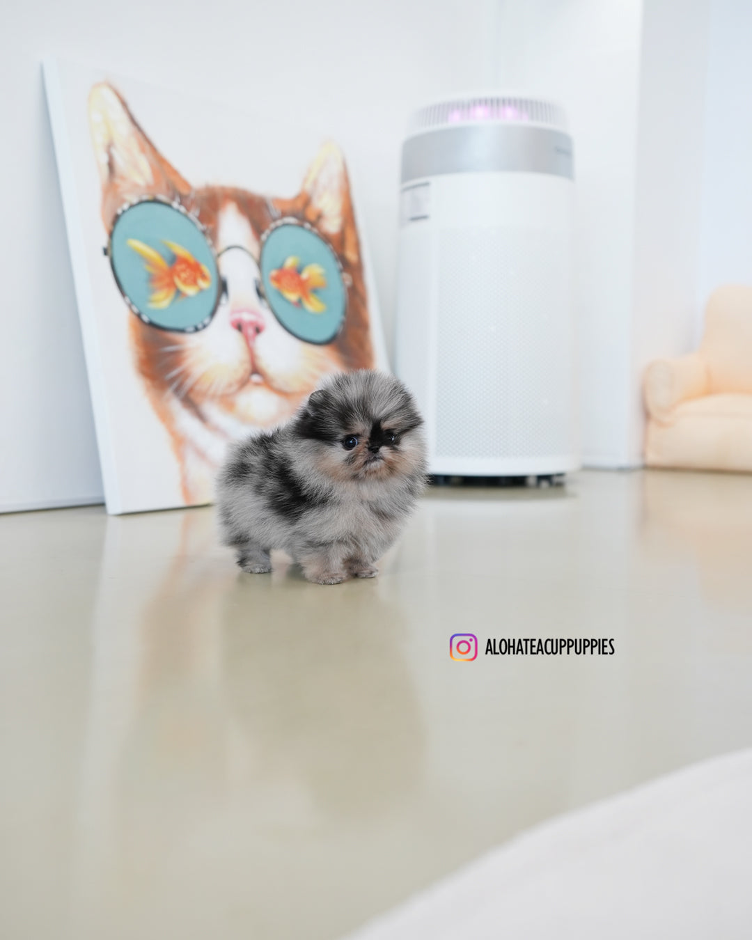 Benz [POMERANIA TAZA DE TÉ]