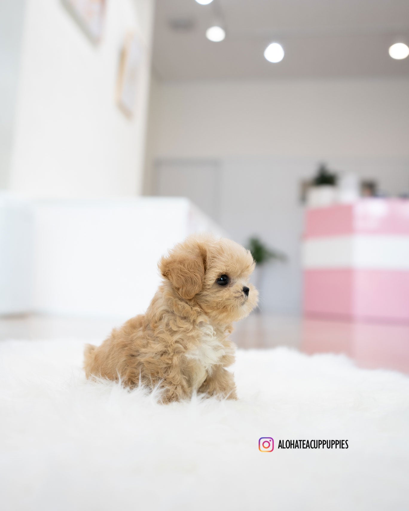 Benji [TEACUP MALTIPOO]