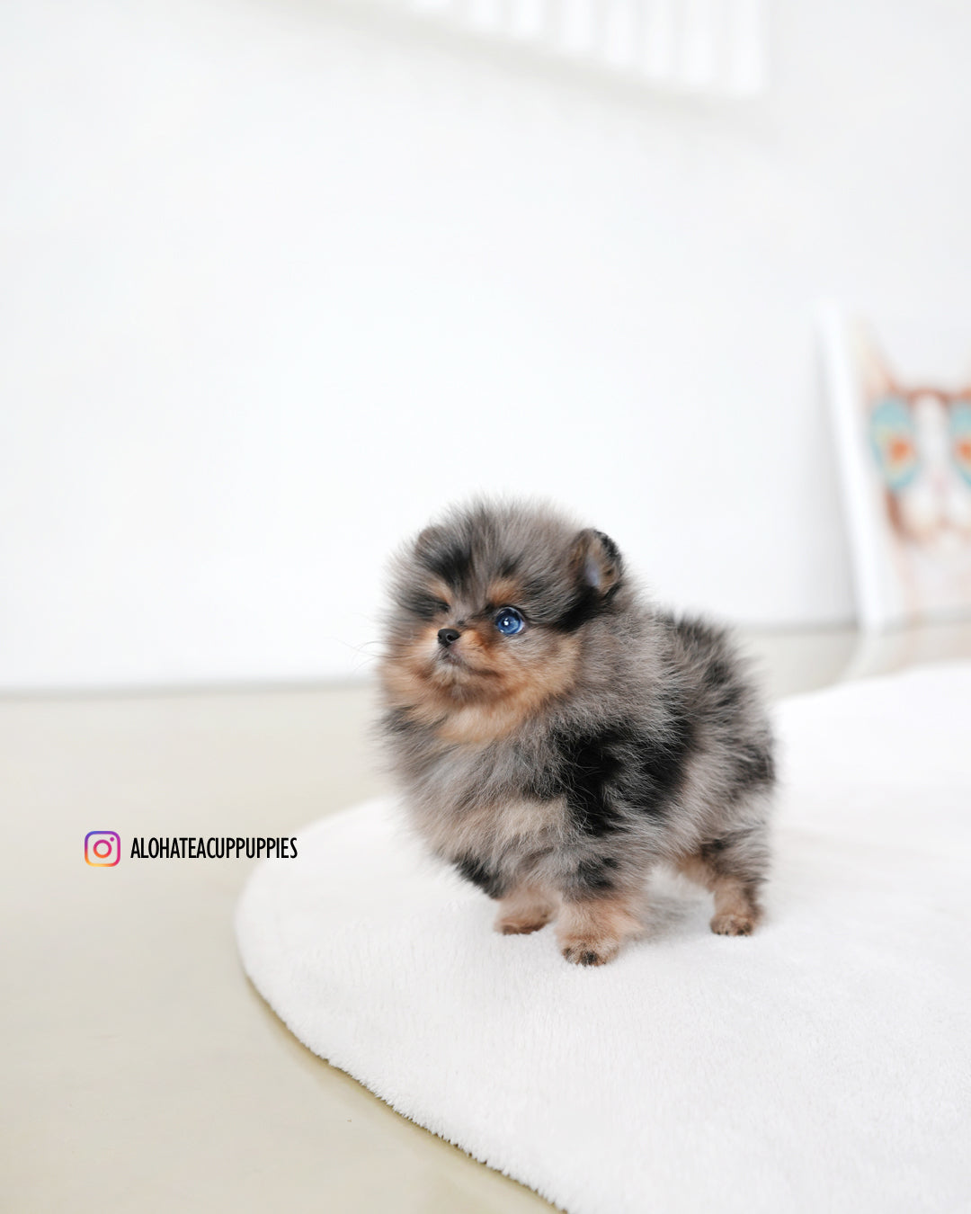 凯 [茶杯博美犬]