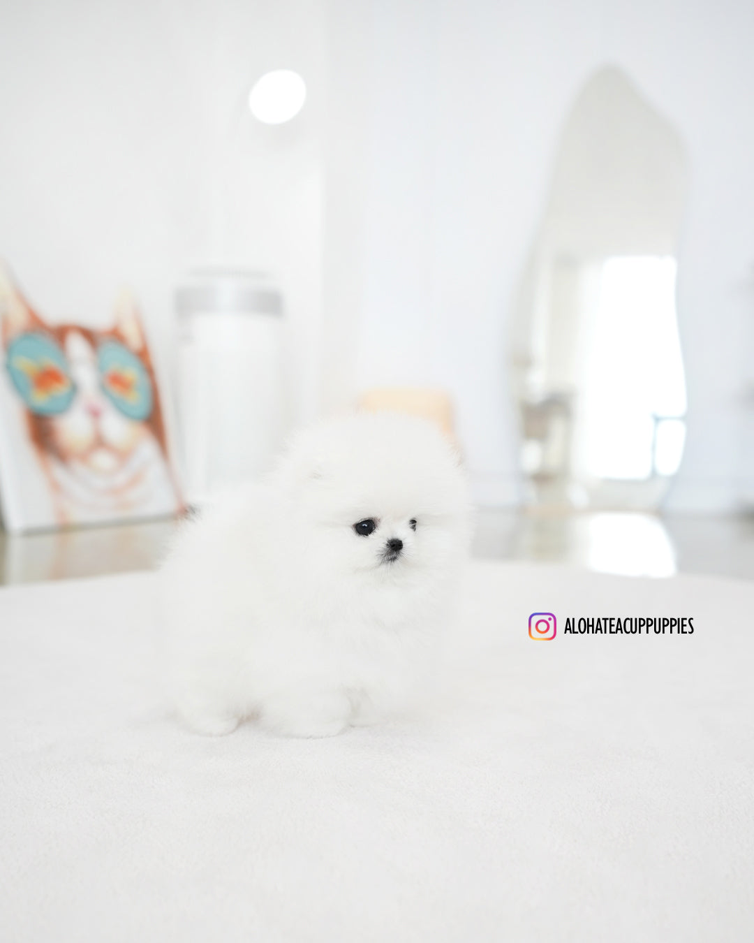 莉娜 [茶杯博美犬]