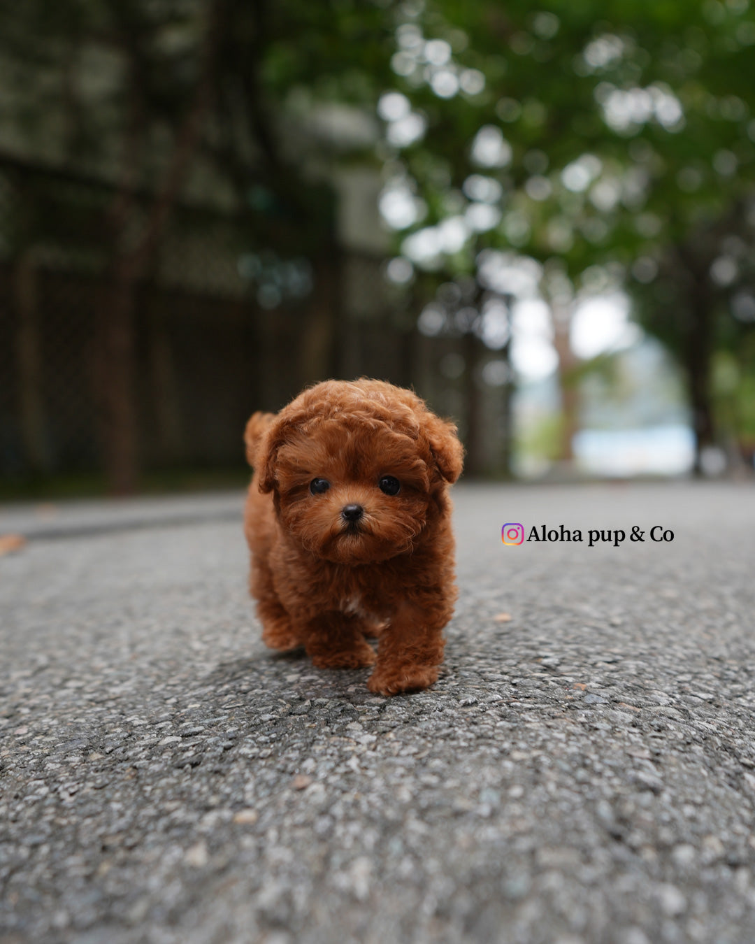 Dan [TEACUP POODLE]