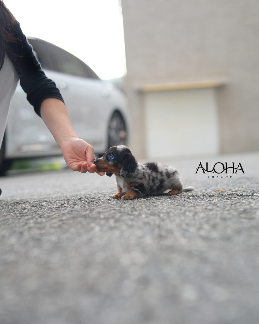 Aron [Mini Dachshund]