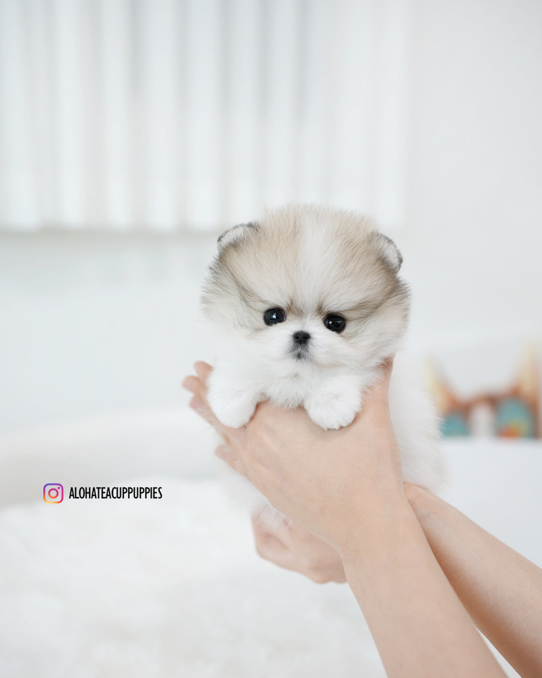 Flora [POMERANIA TAZA DE TÉ]