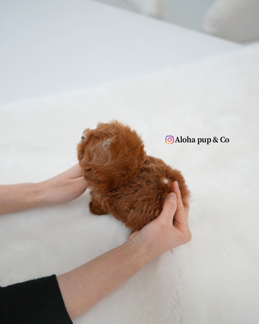 Pearl [TEACUP MALTIPOO]