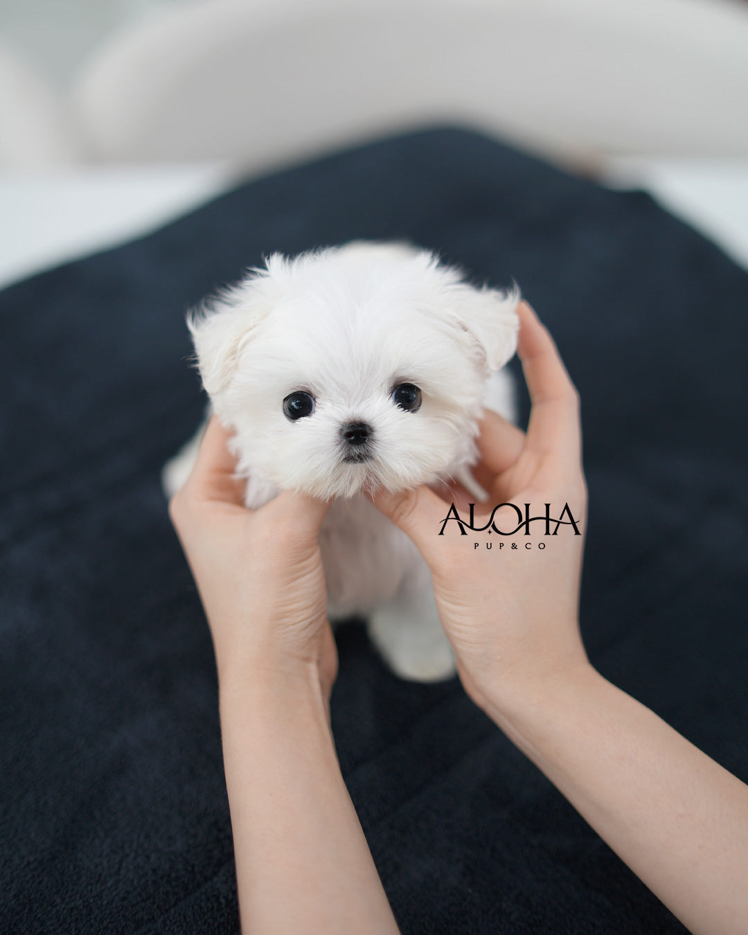 Demi [TEACUP Maltese]