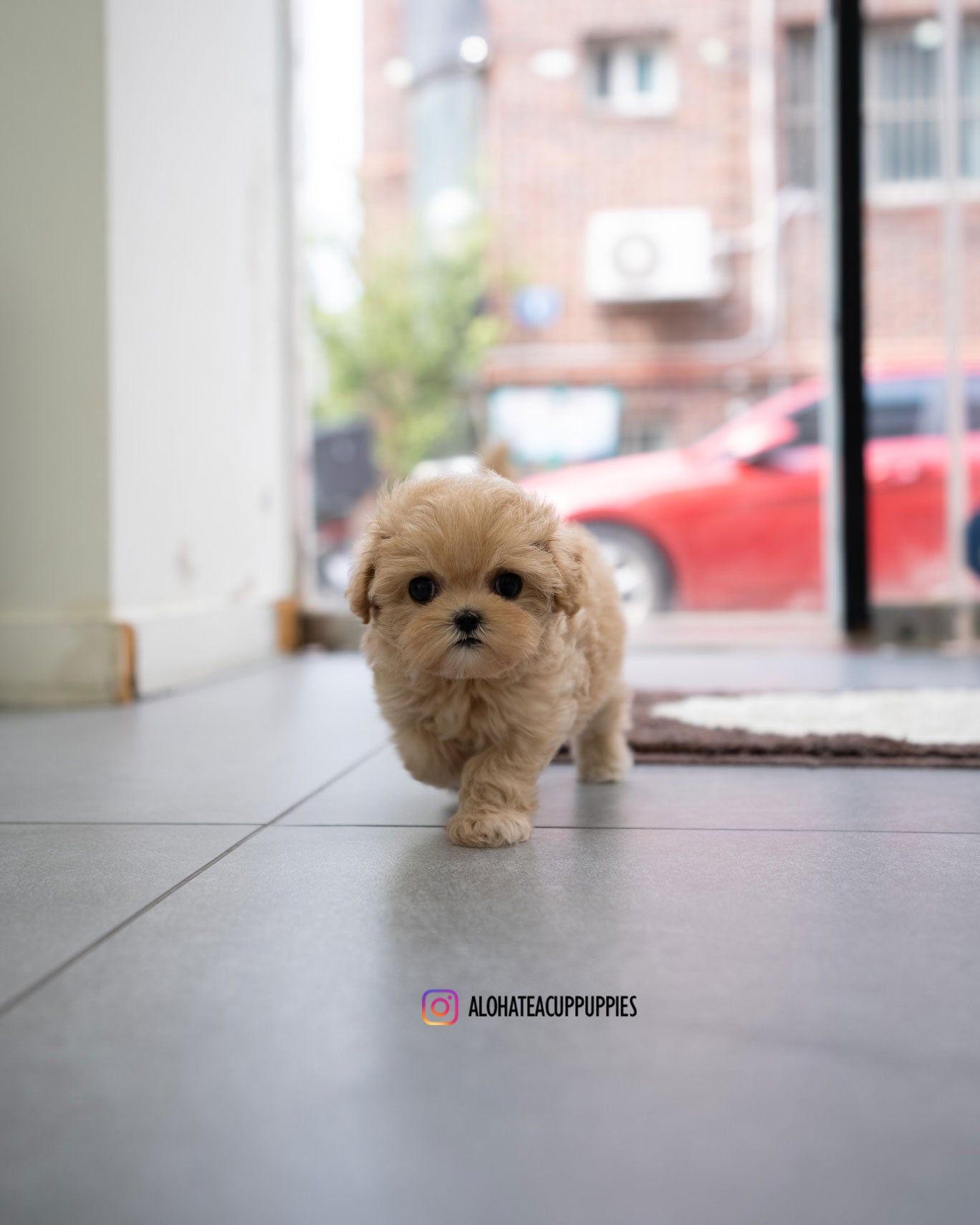 Apple [TEACUP MALTIPOO]
