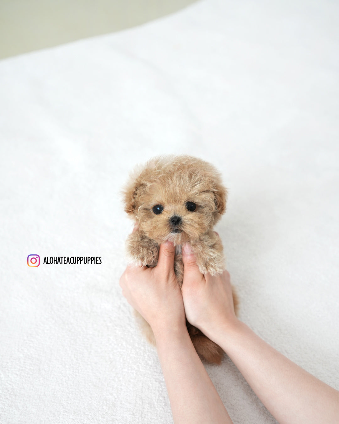 Paco [TEACUP MALTIPOO]