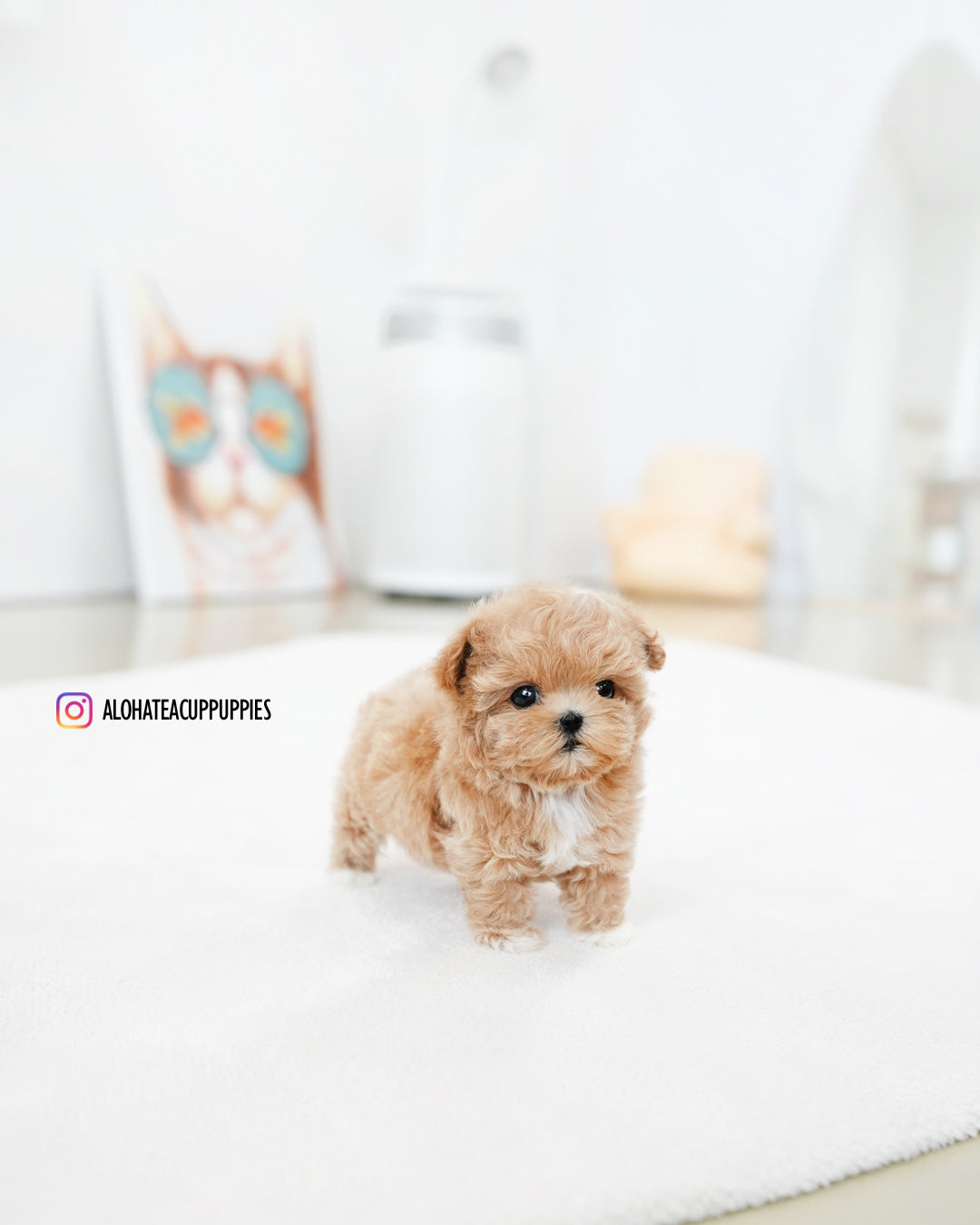Zion [TEACUP MALTIPOO]