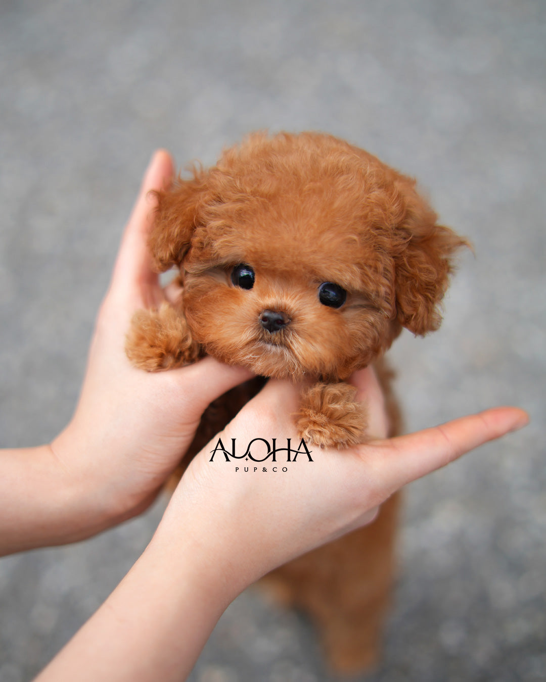 Macaron [TEACUP POODLE]