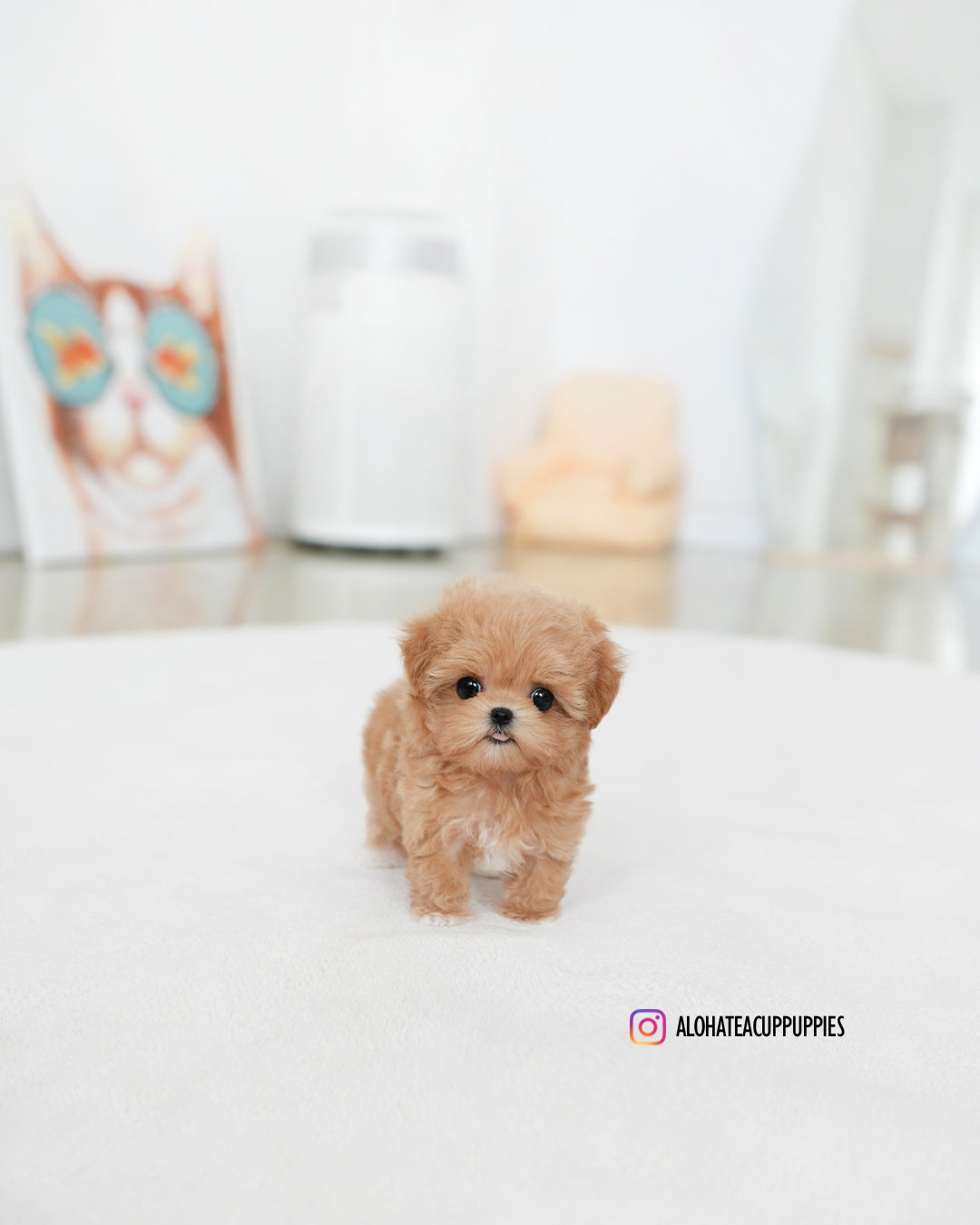 Cruz [TEACUP MALTIPOO]