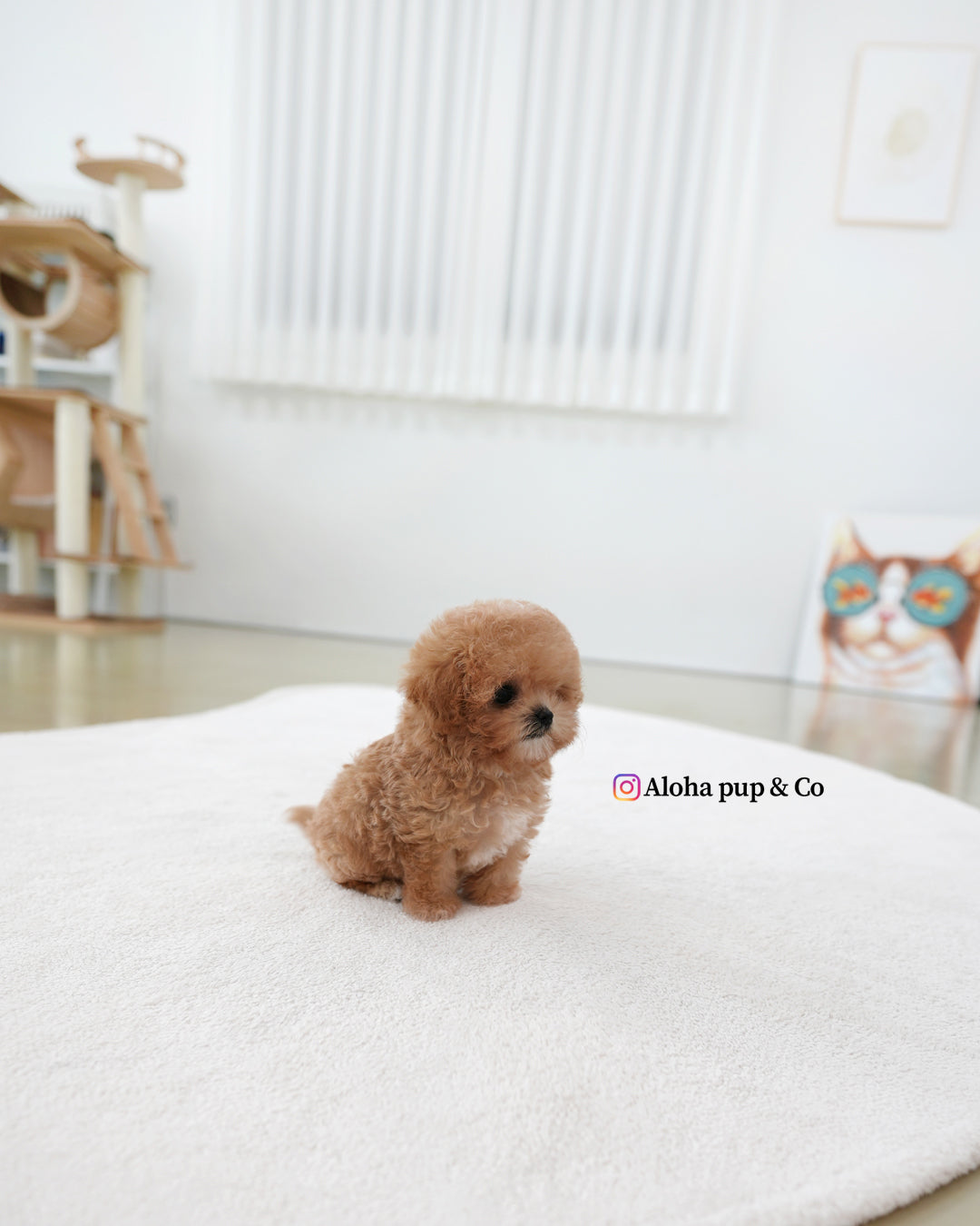Holly [TEACUP MALTIPOO]