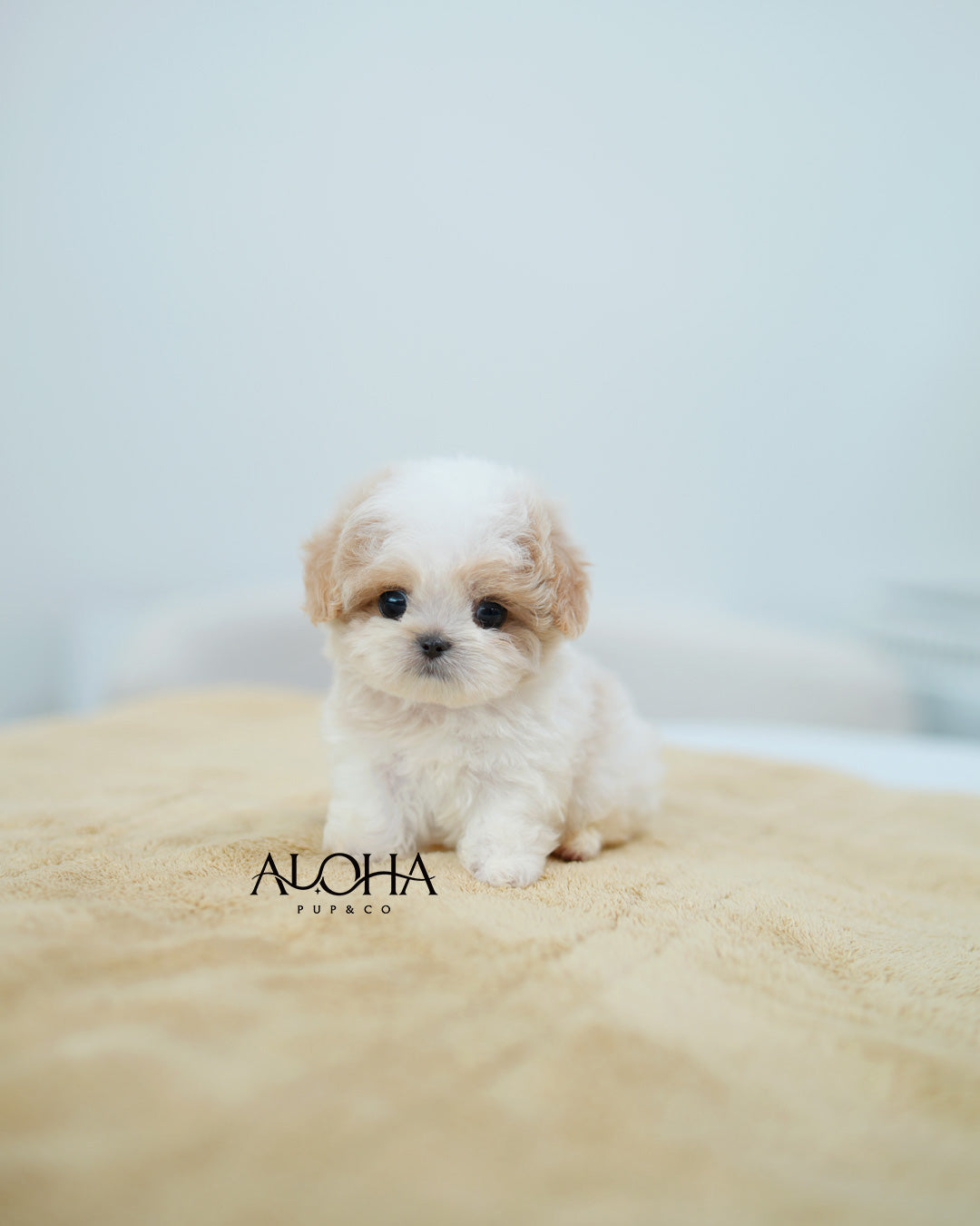 Timmy [TEACUP MALTIPOO]