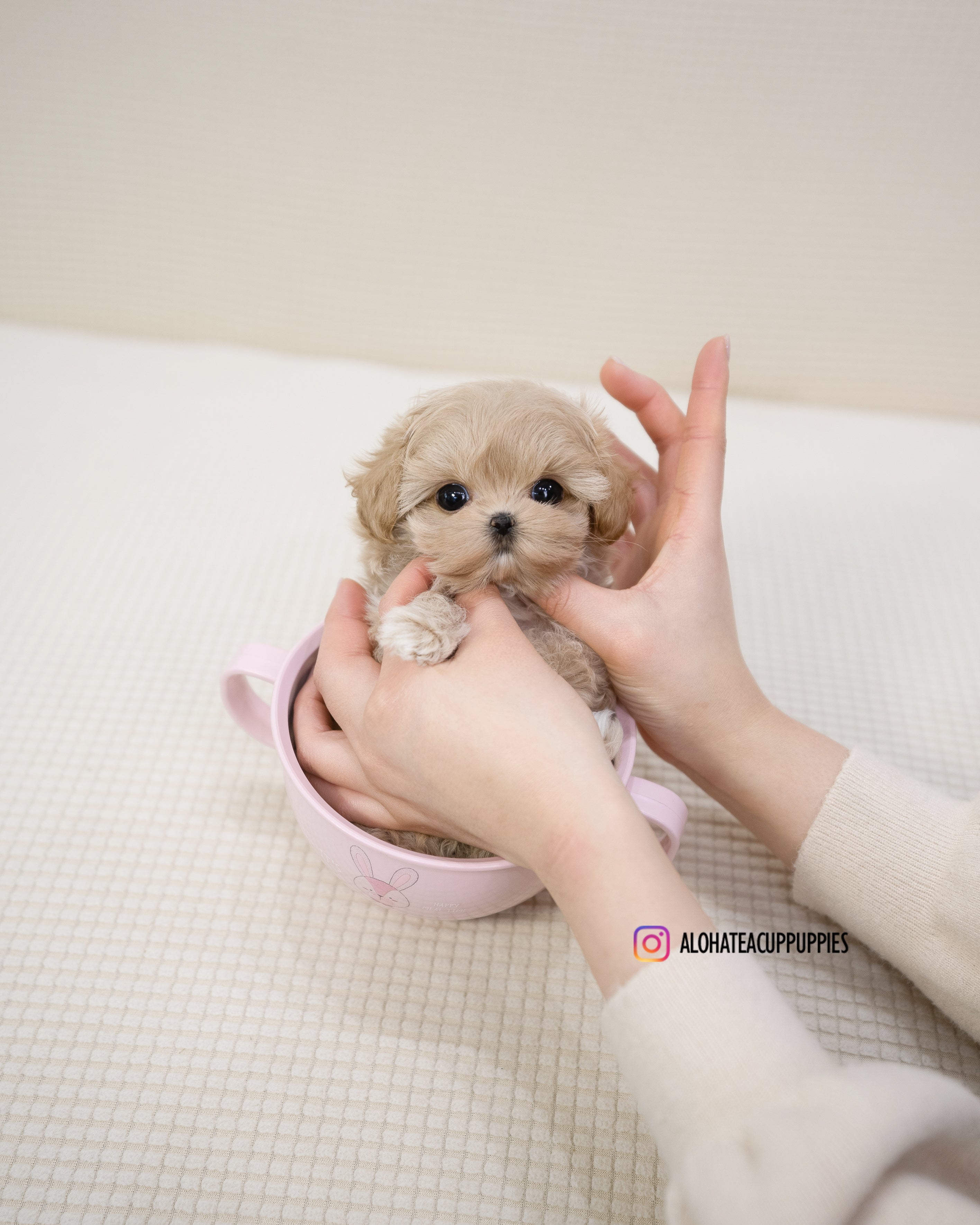 Ciel [TEACUP MALTIPOO]