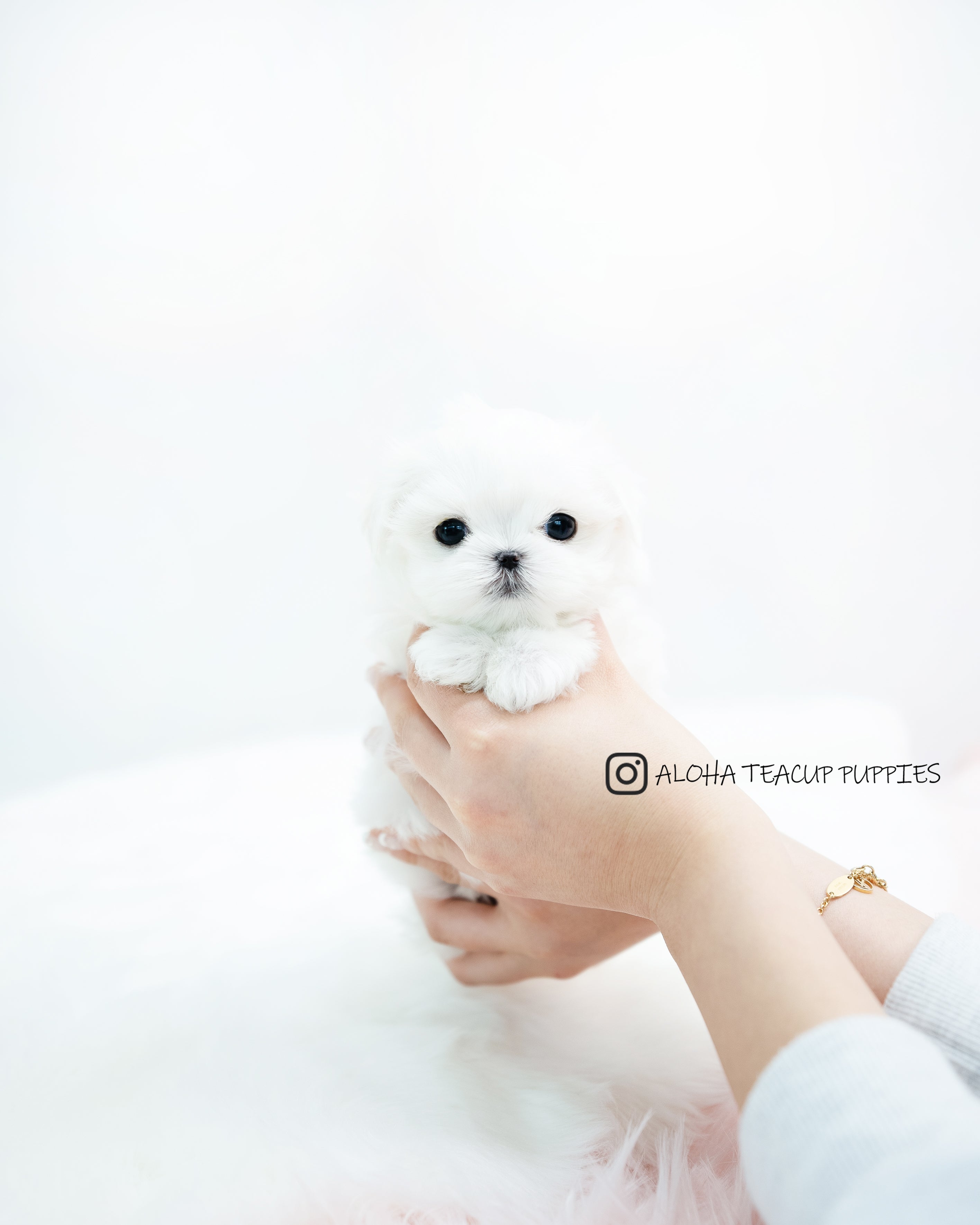 Evie [TEACUP MALTESE]