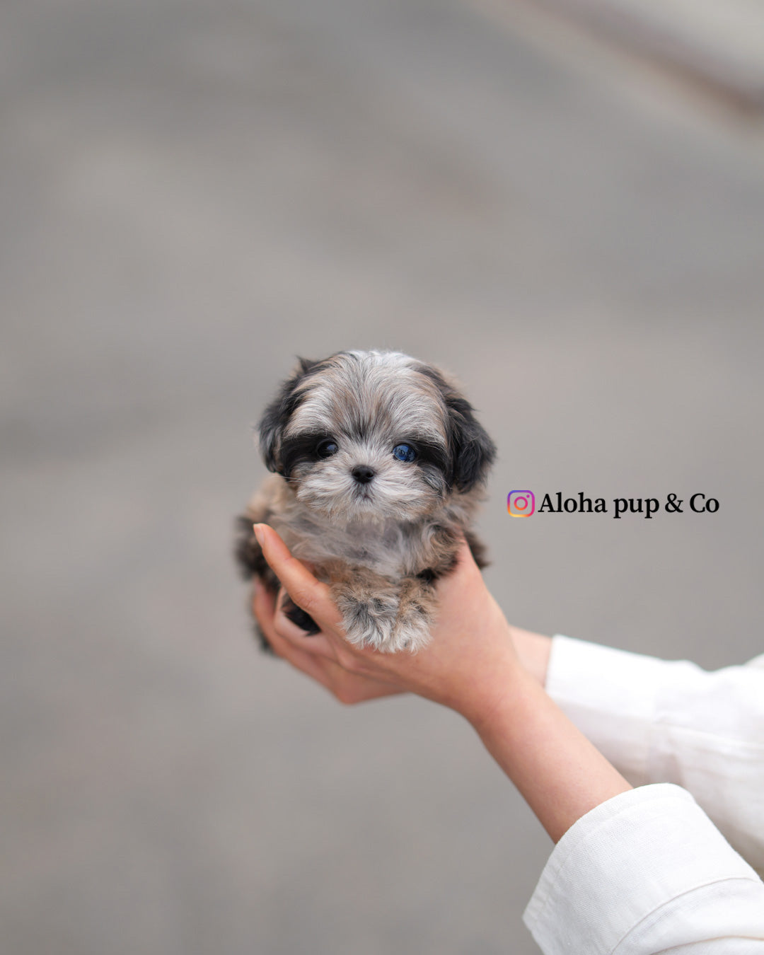 Ziv [TEACUP MALTIPOO]