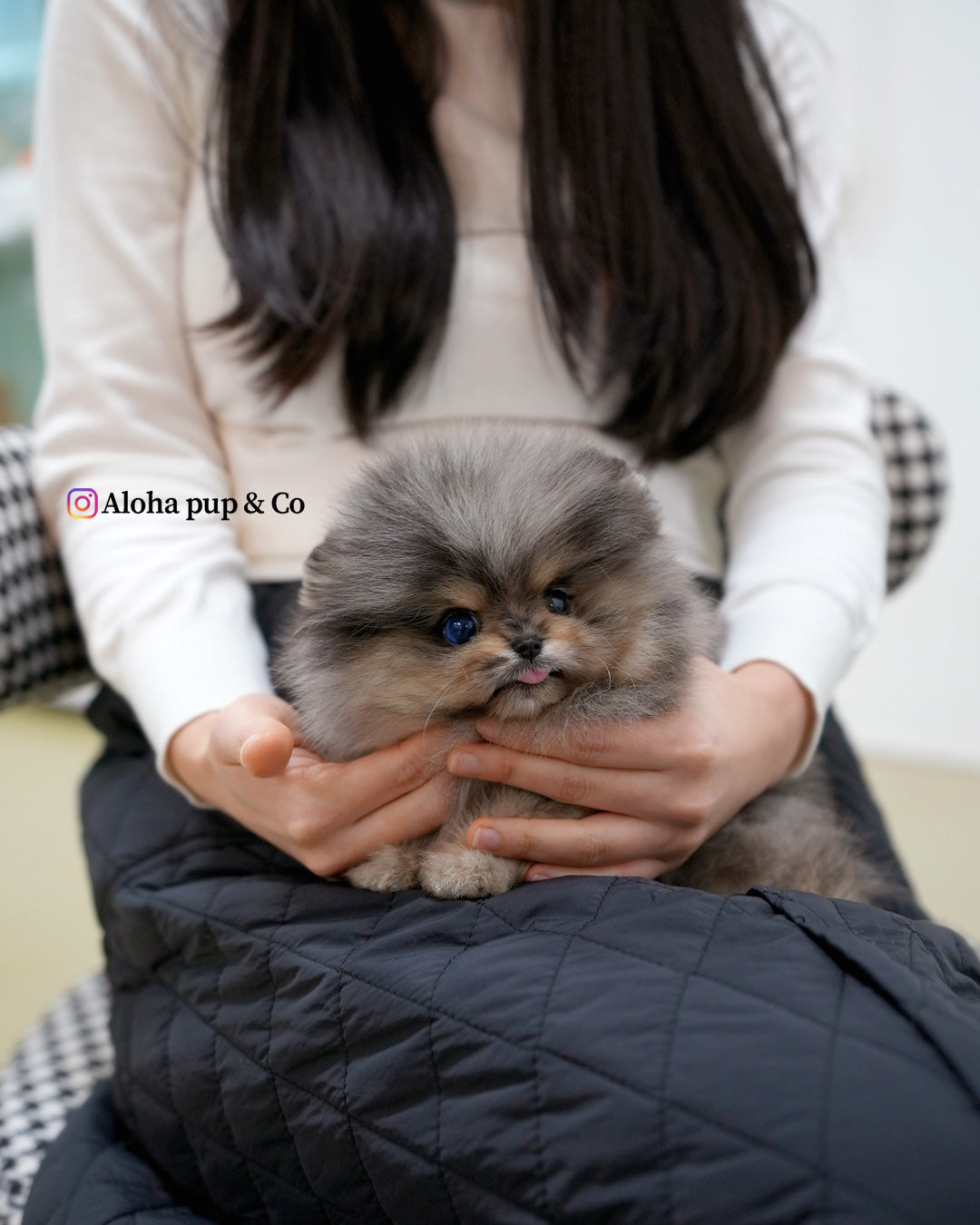 Luna [POMERANIA TAZA DE TÉ]