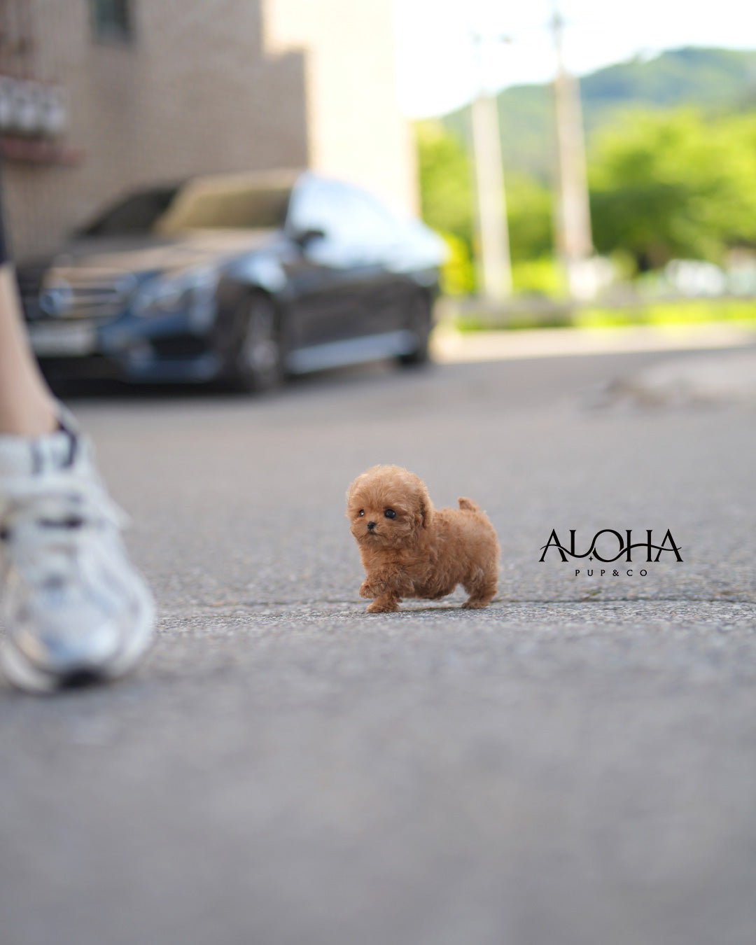 Cara [TEACUP POODLE]