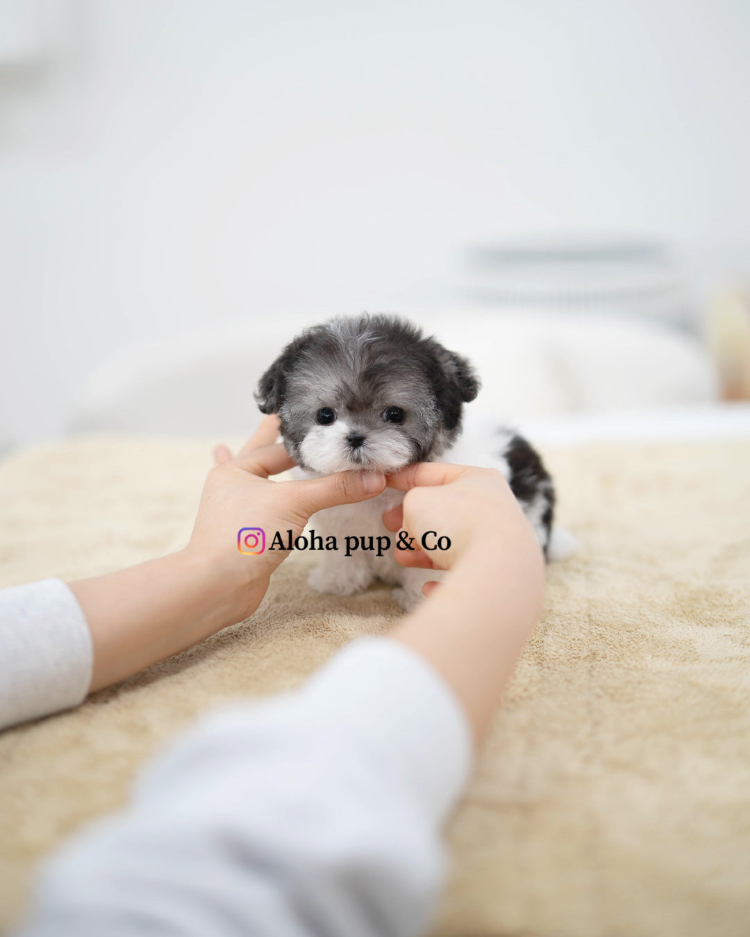 Vant [TEACUP POODLE]